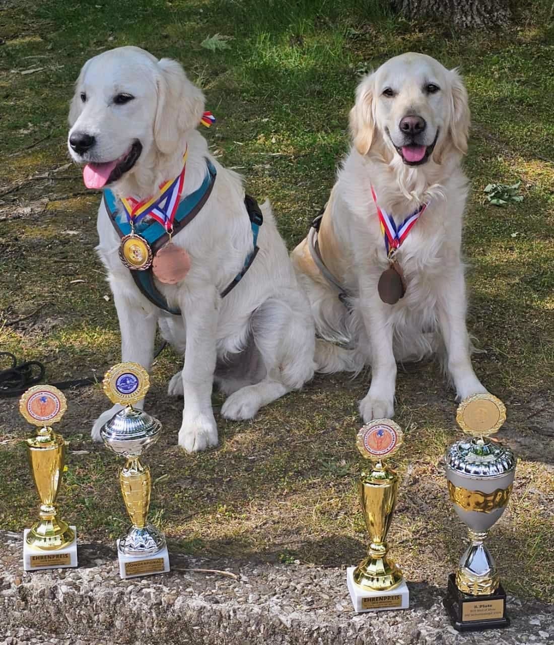Golden-Retriever-Bremen