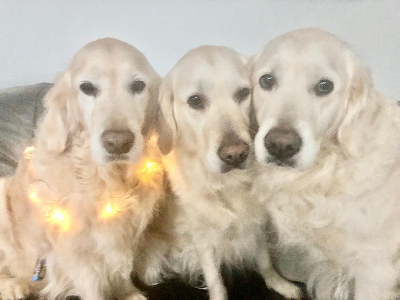 Golden-Retriever-Bremen