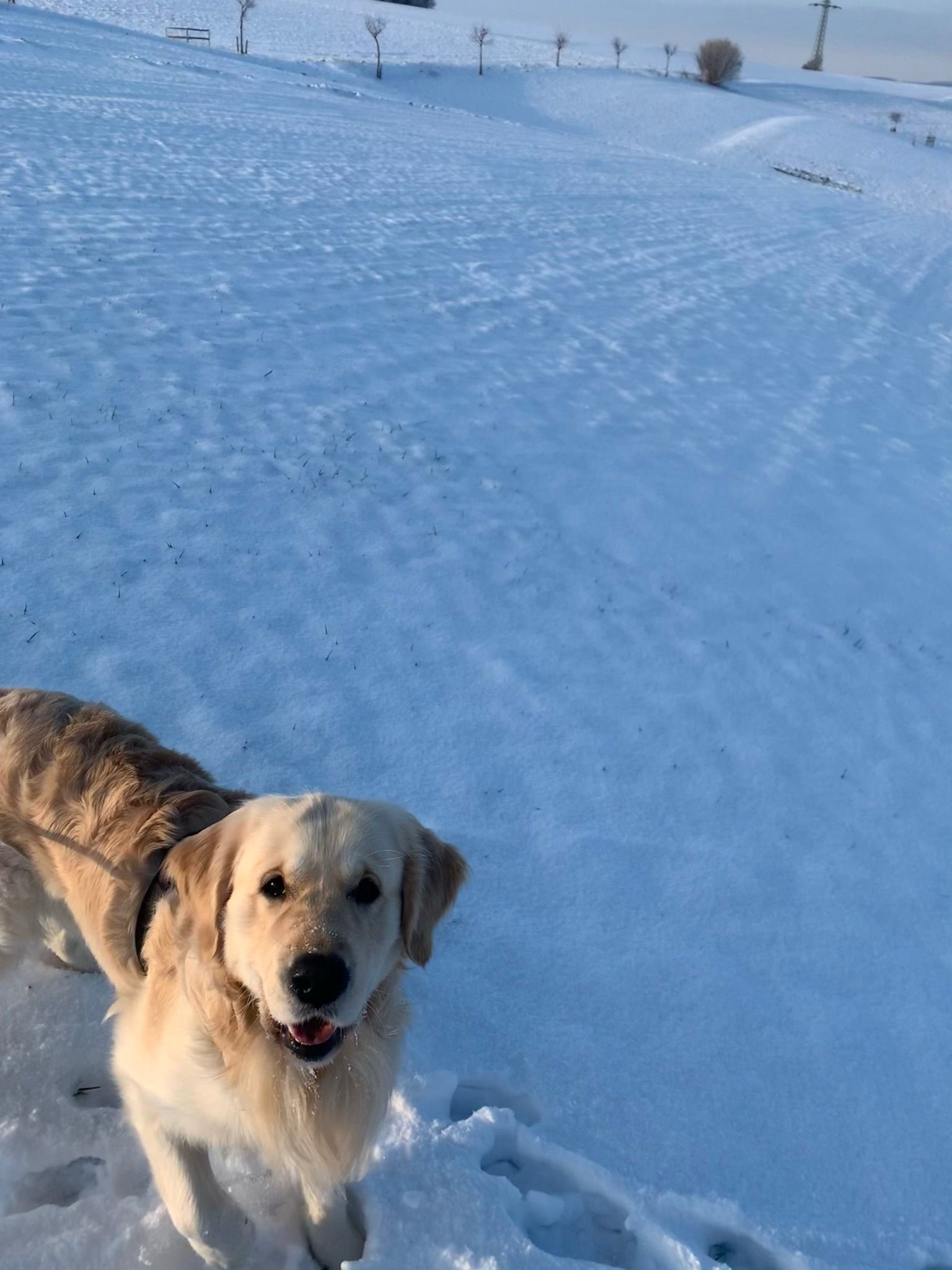 Golden-Retriever-Bremen
