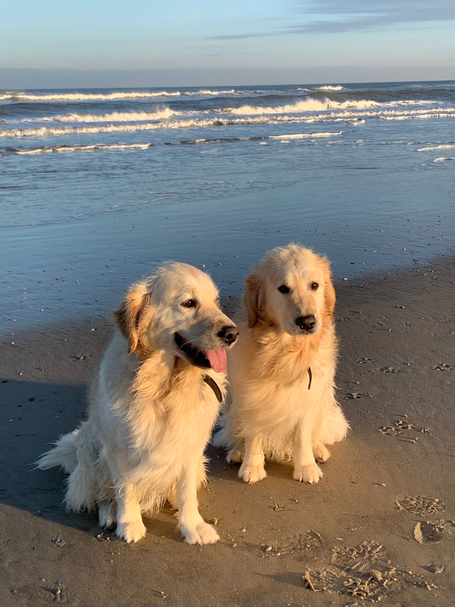 Golden-Retriever-Bremen