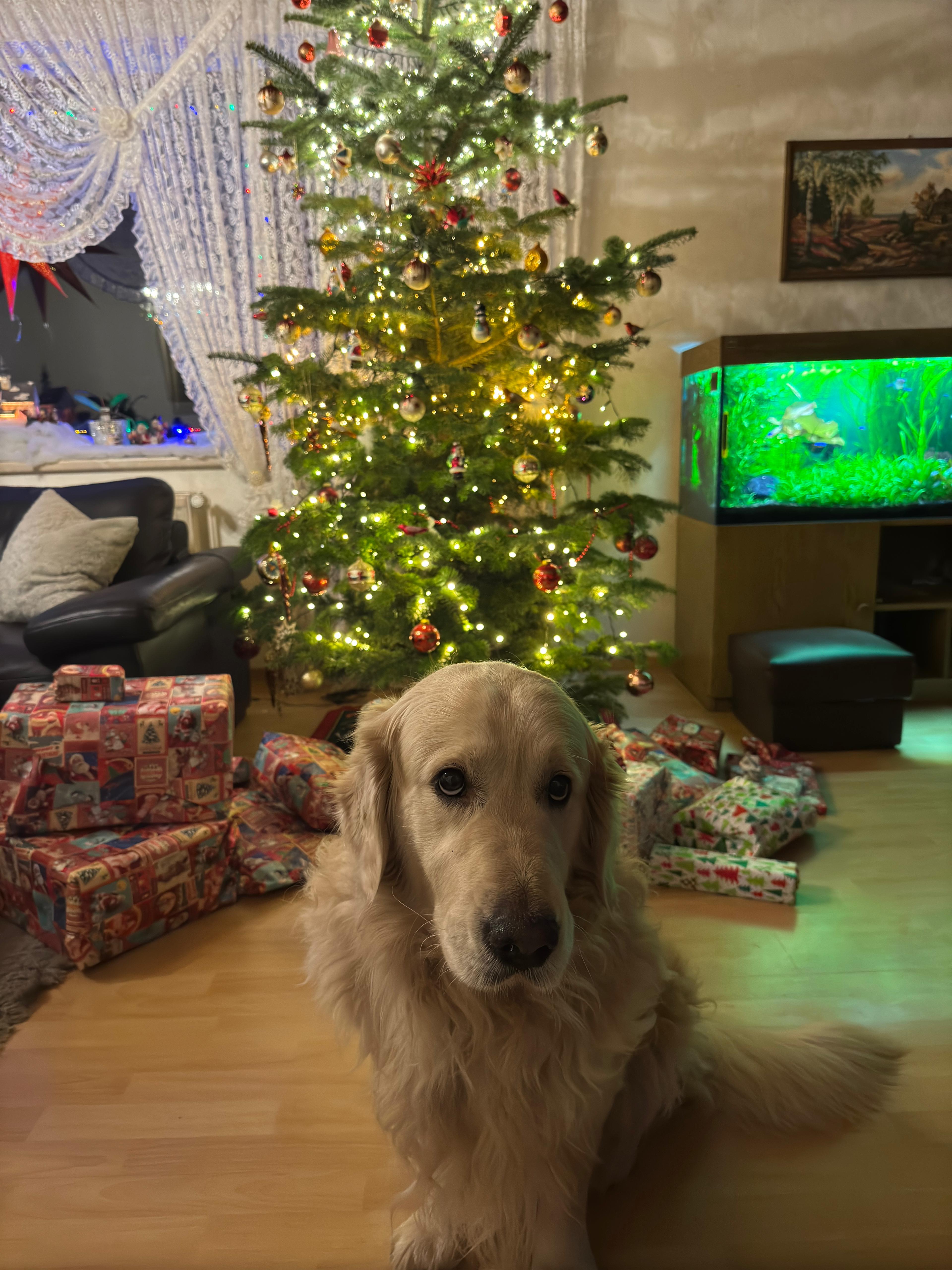 Golden-Retriever-Bremen