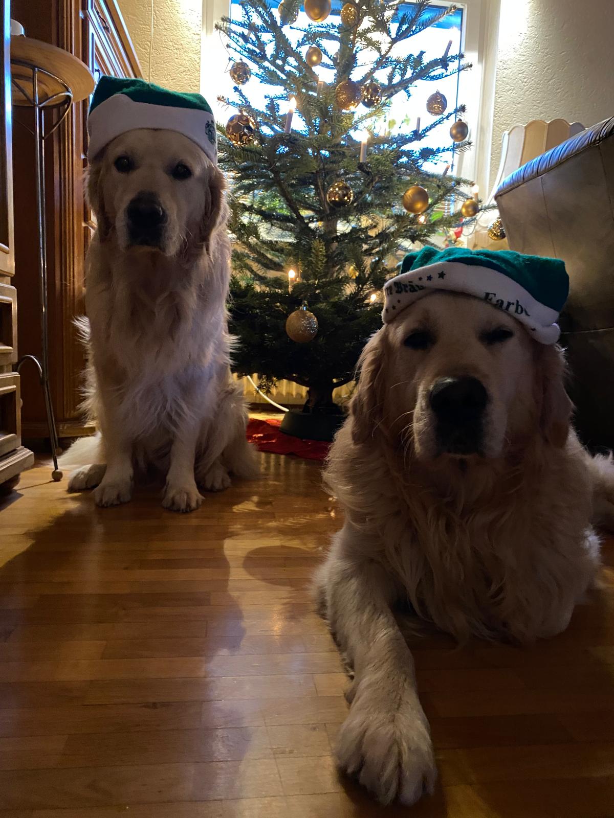 Golden-Retriever-Bremen