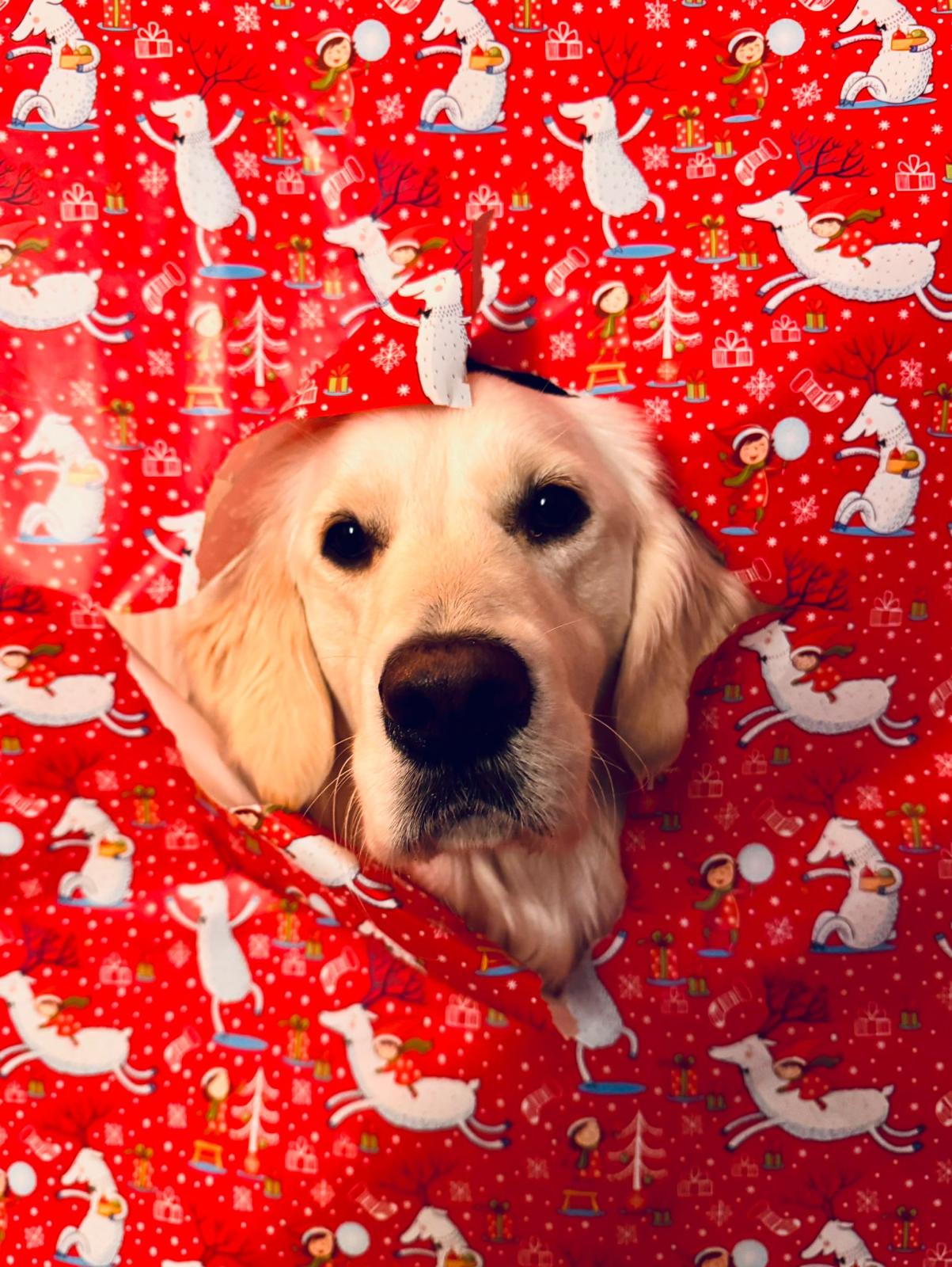 Golden-Retriever-Bremen