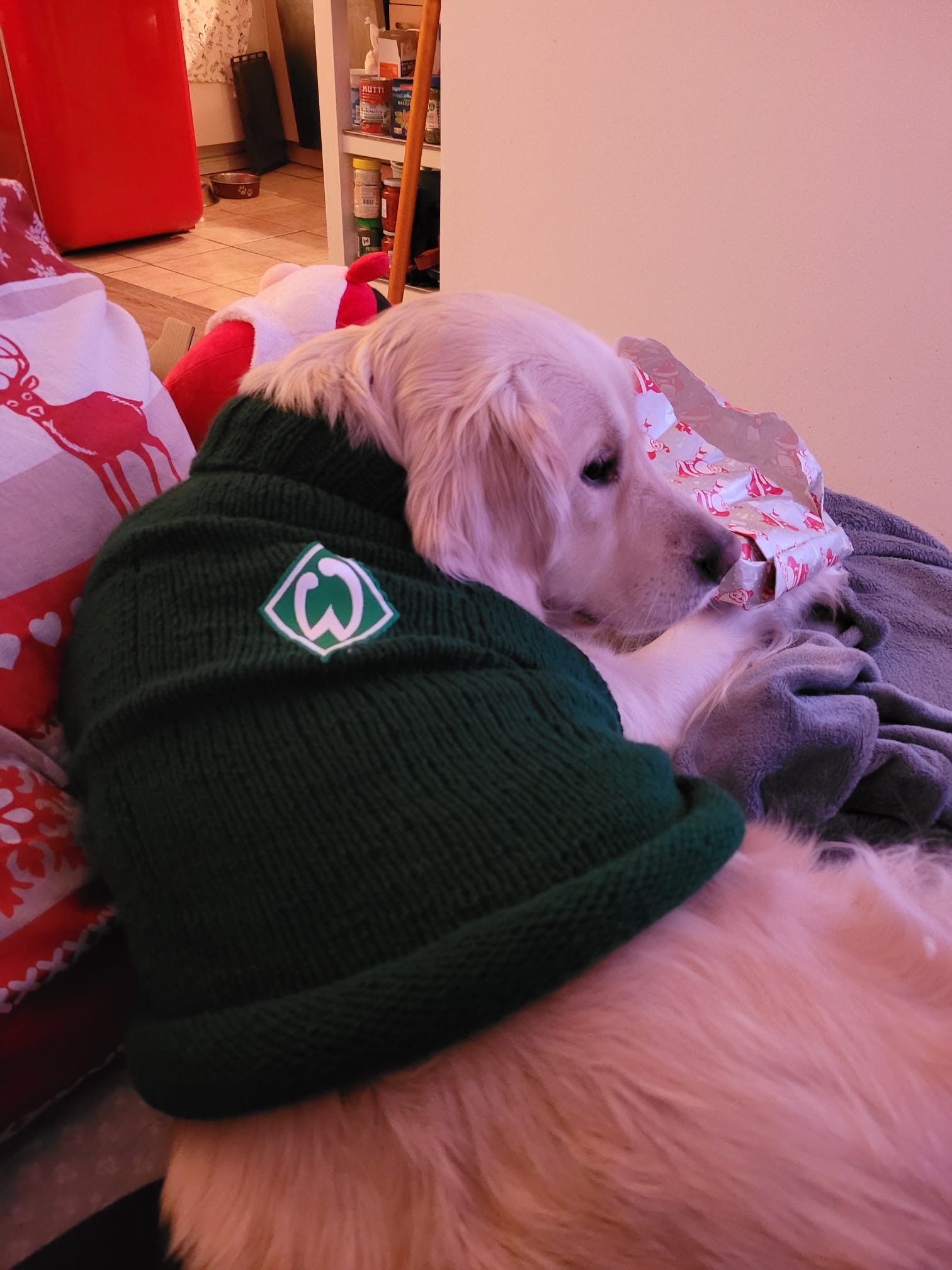Golden-Retriever-Bremen
