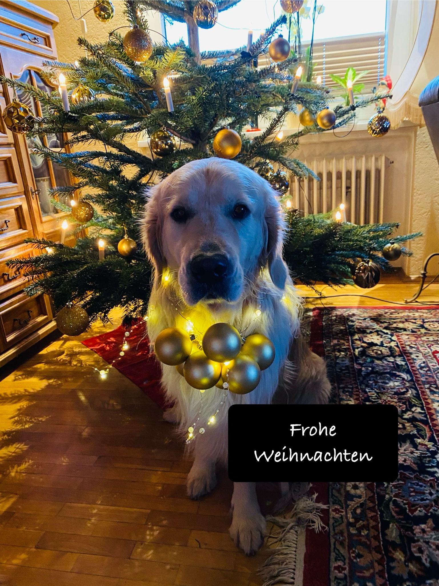 Golden-Retriever-Bremen