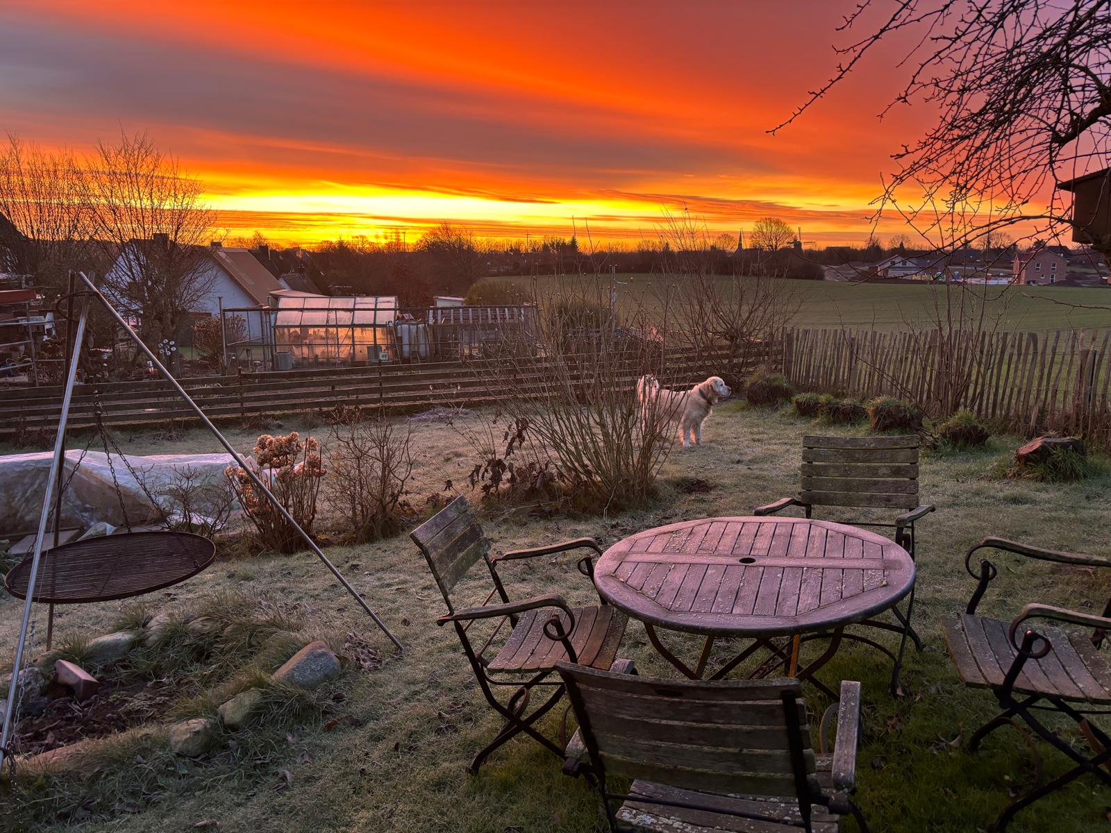 Golden-Retriever-Bremen