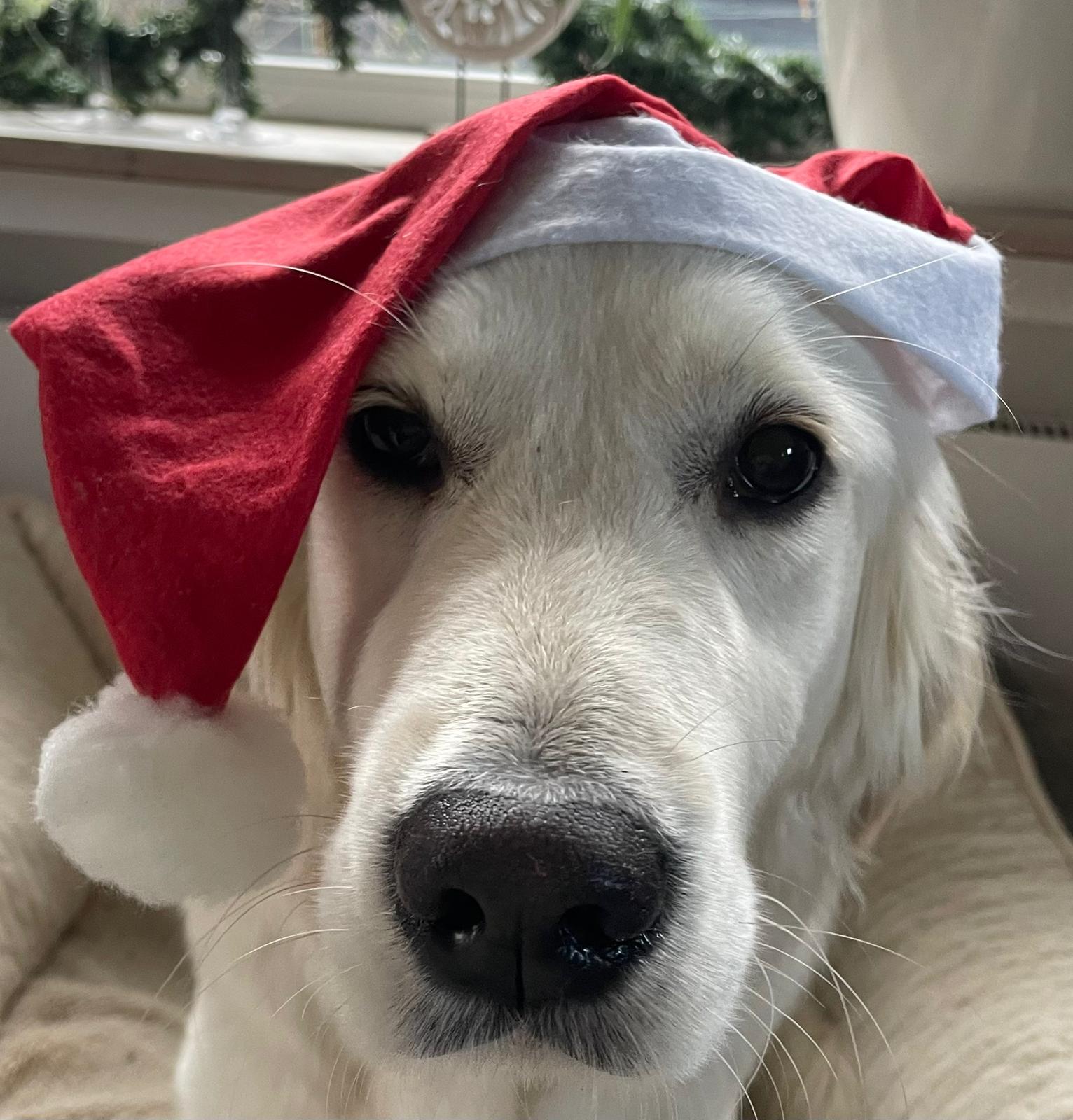 Golden-Retriever-Bremen