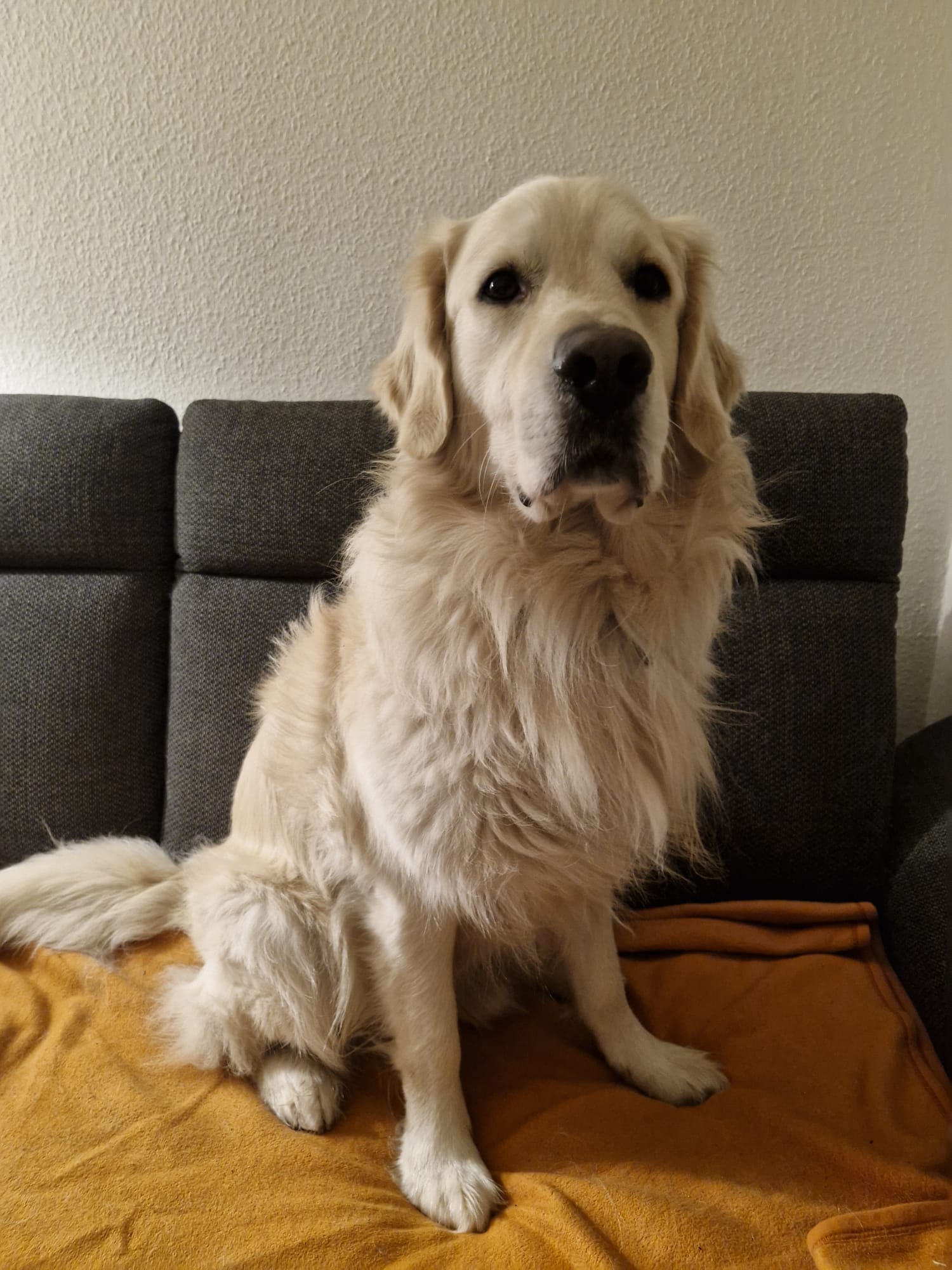 Golden-Retriever-Bremen