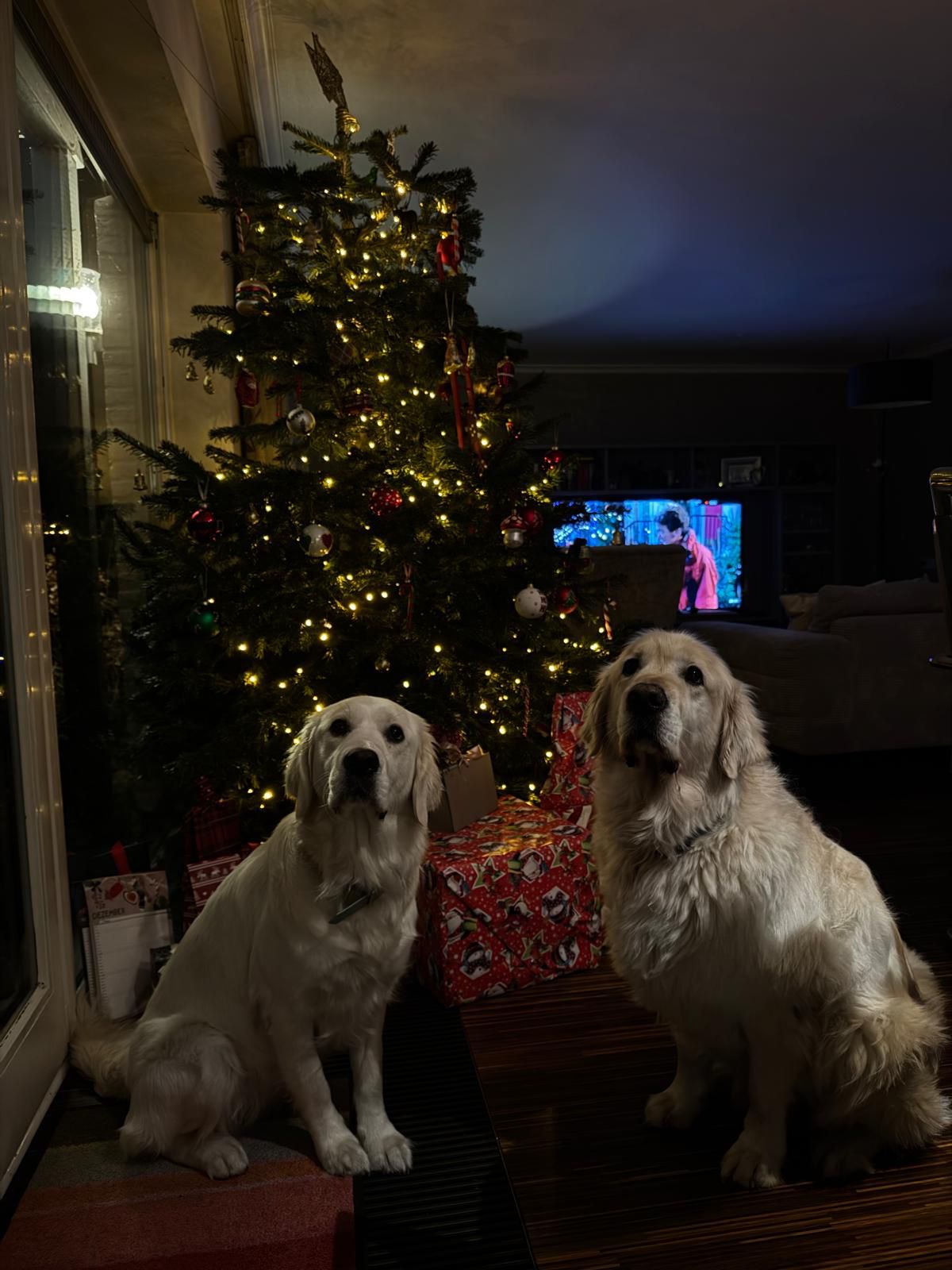 Golden-Retriever-Bremen