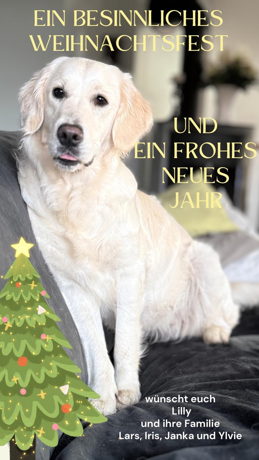 Golden-Retriever-Bremen