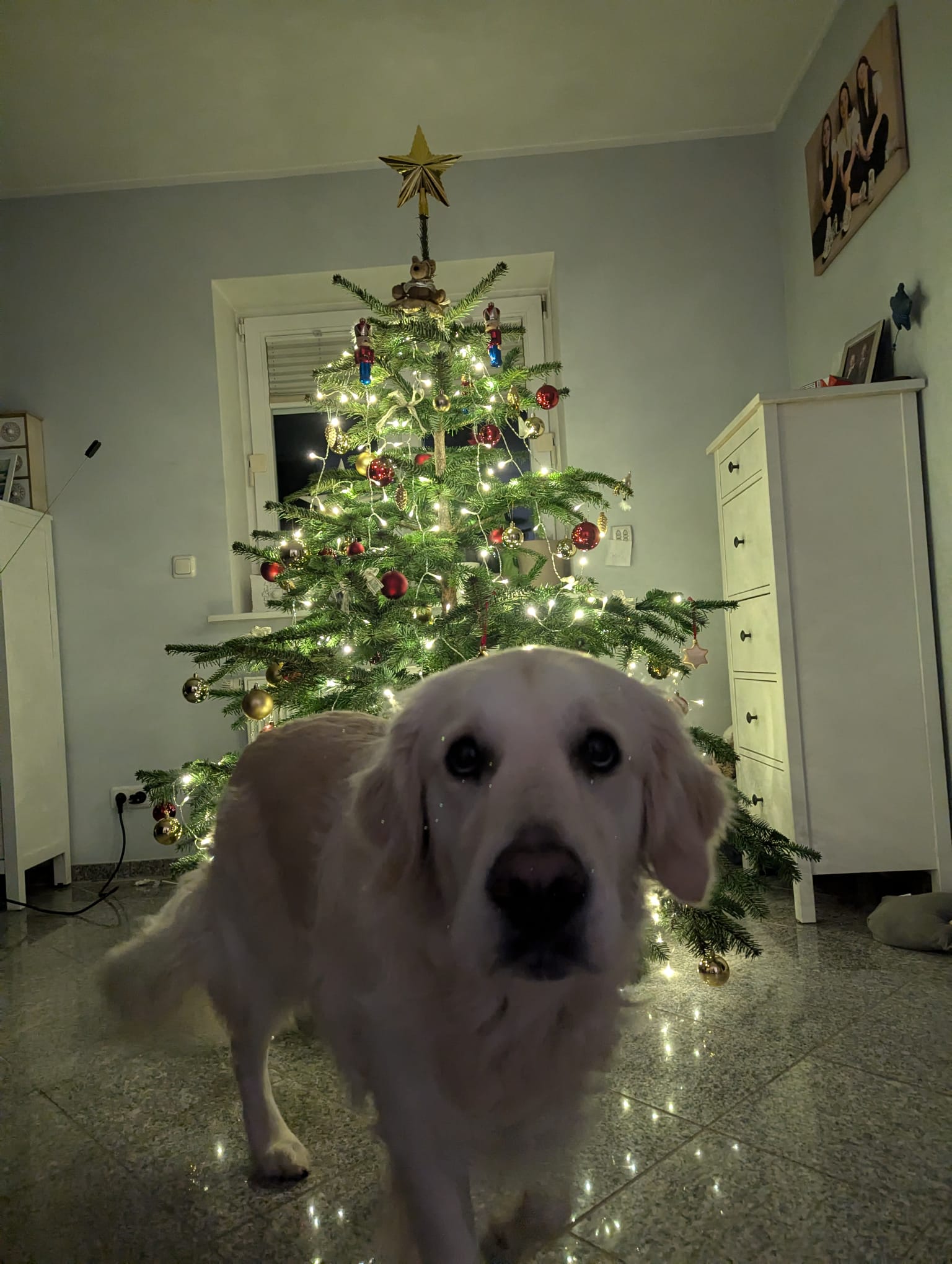 Golden-Retriever-Bremen