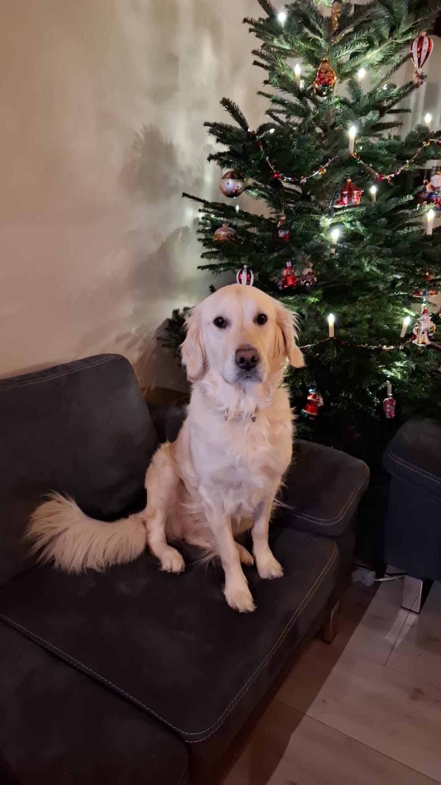 Golden-Retriever-Bremen