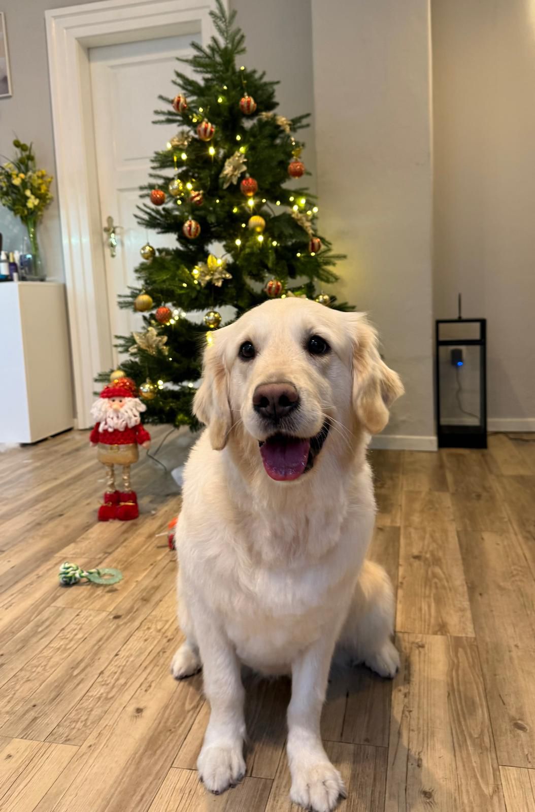 Golden-Retriever-Bremen