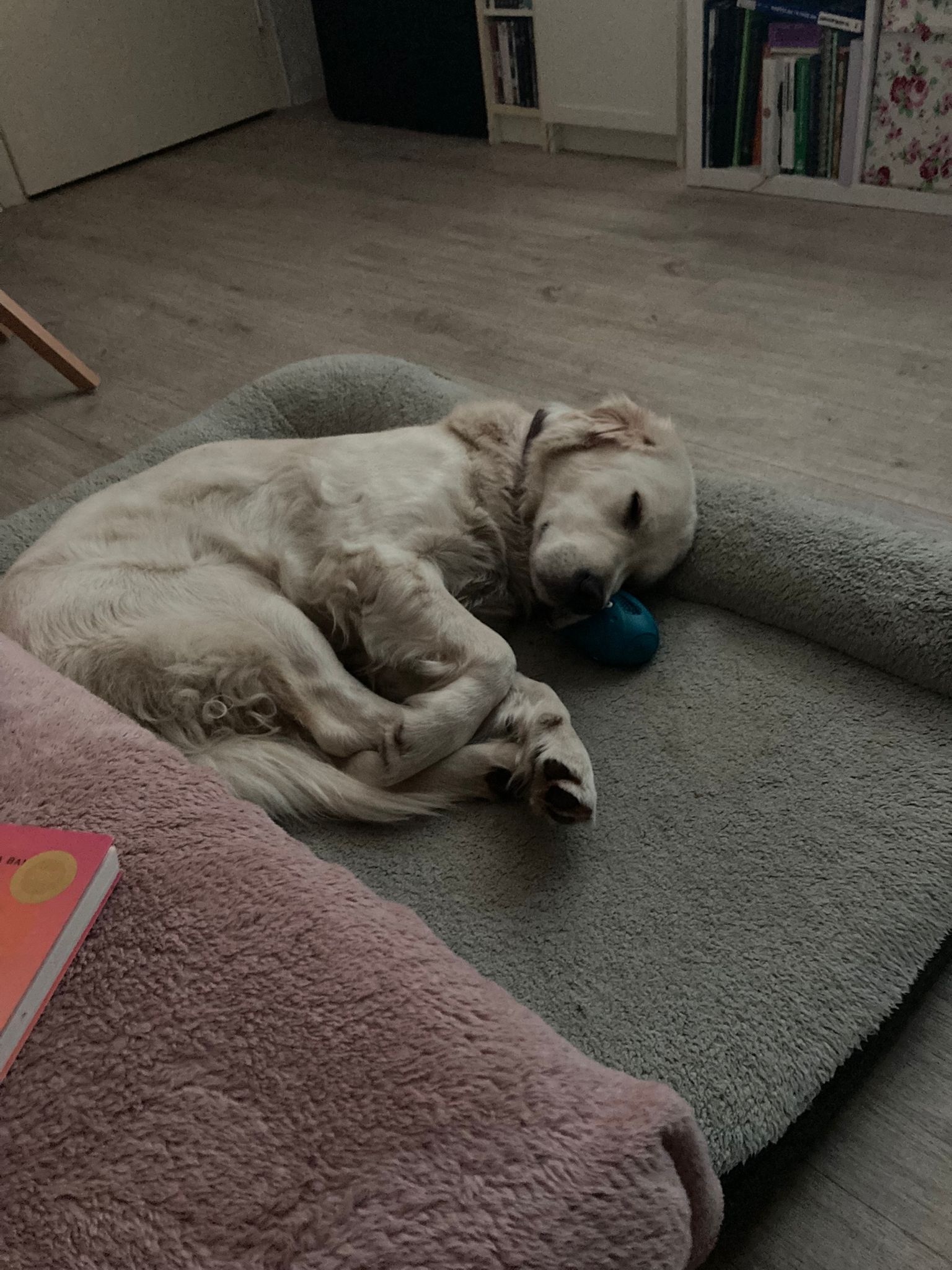 Golden-Retriever-Bremen