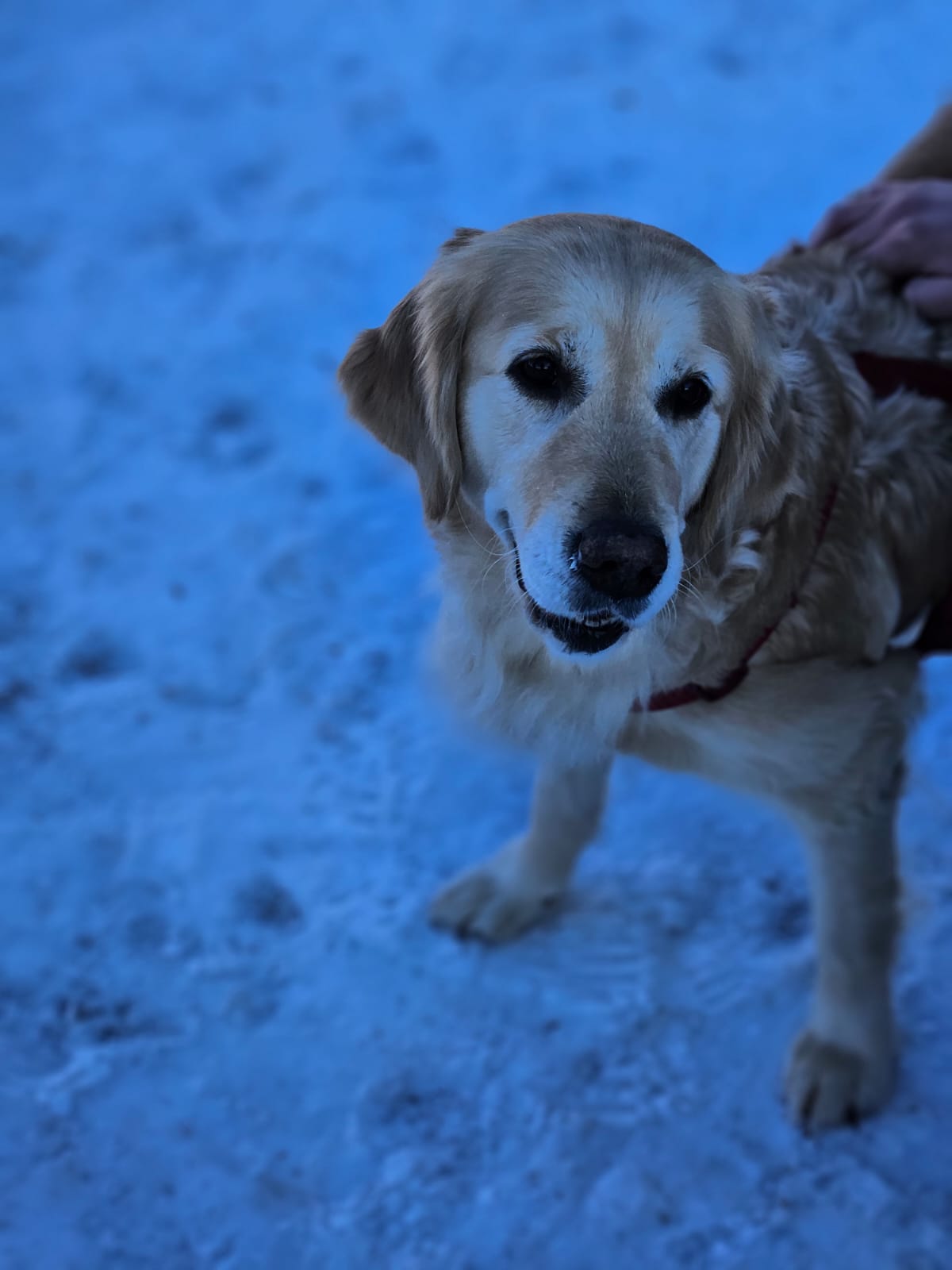 Golden-Retriever-Bremen