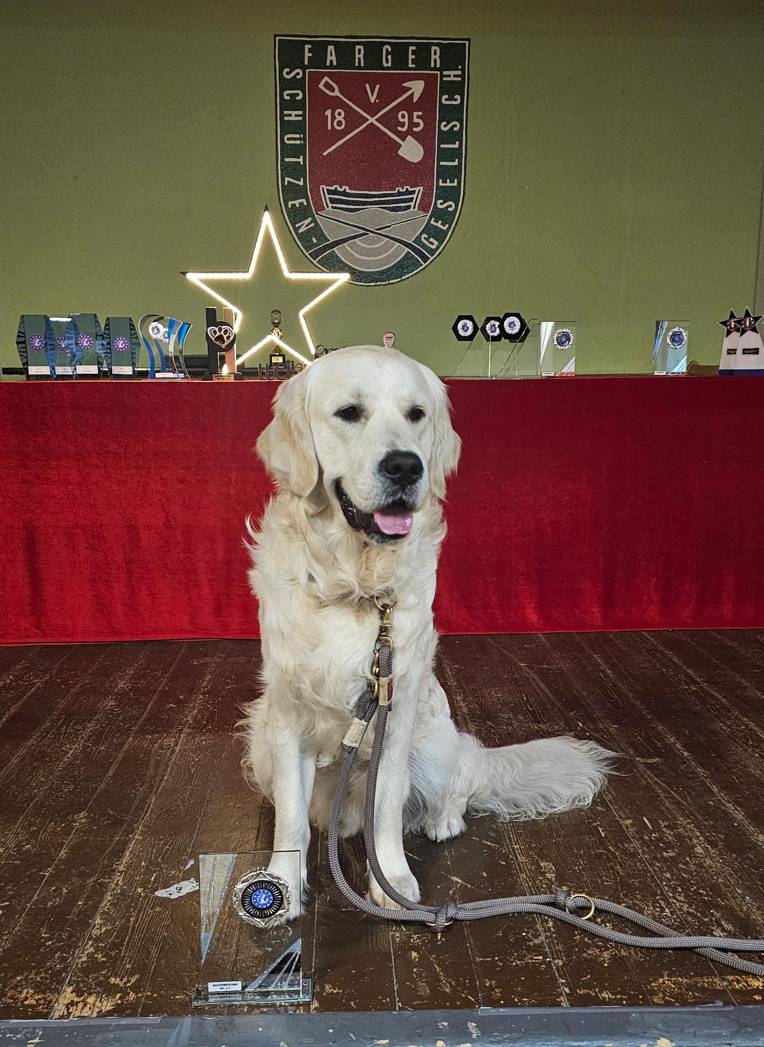 Golden-Retriever-Bremen