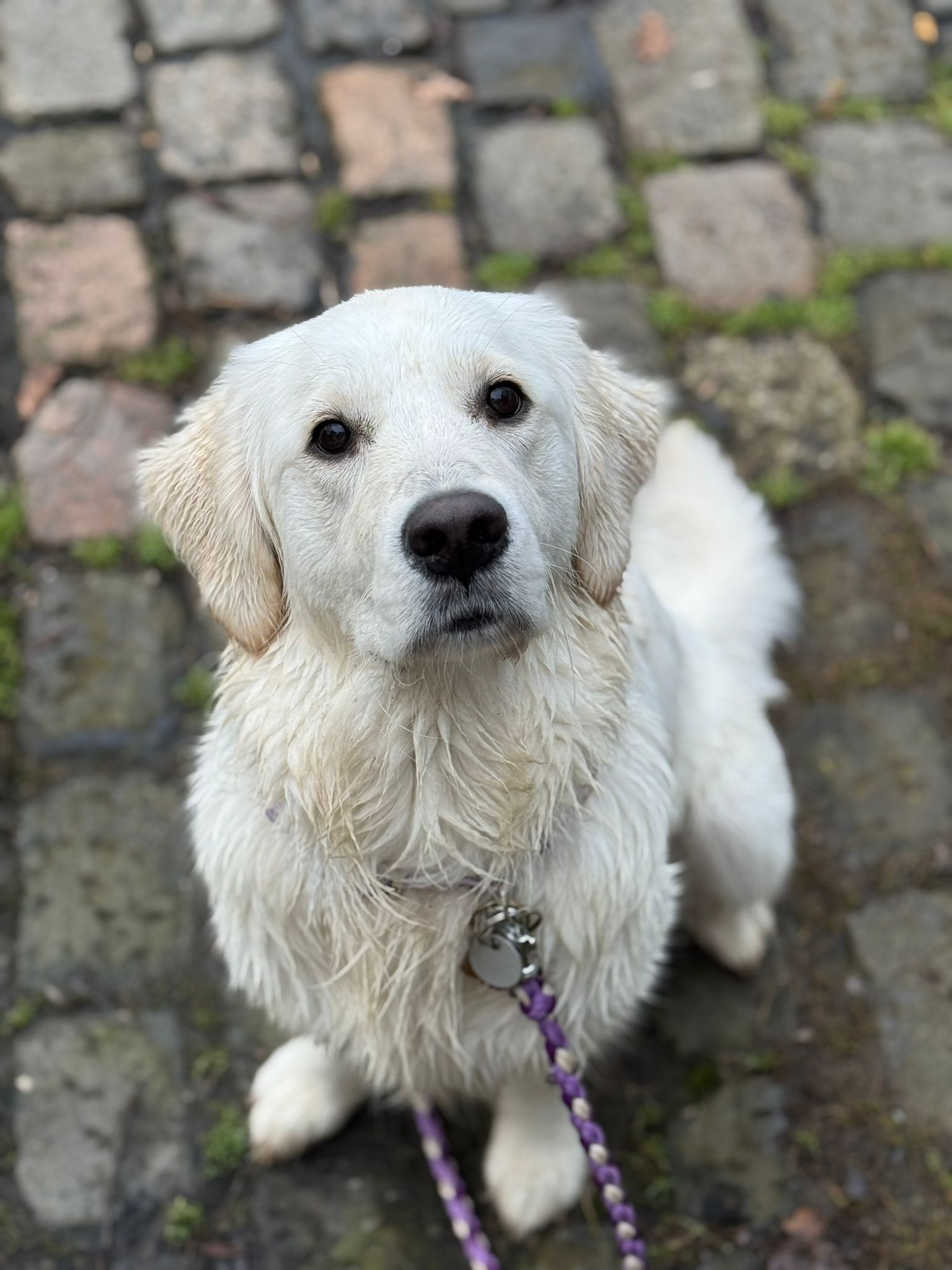 Golden-Retriever-Bremen