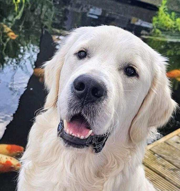 Golden-Retriever-Bremen