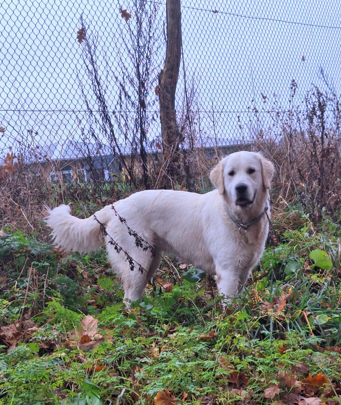 Golden-Retriever-Bremen