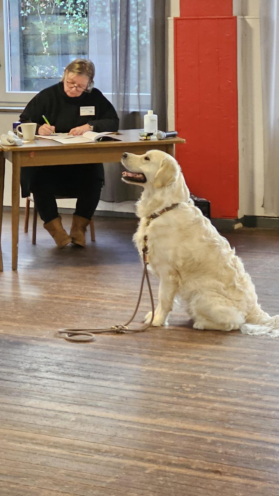 Golden-Retriever-Bremen