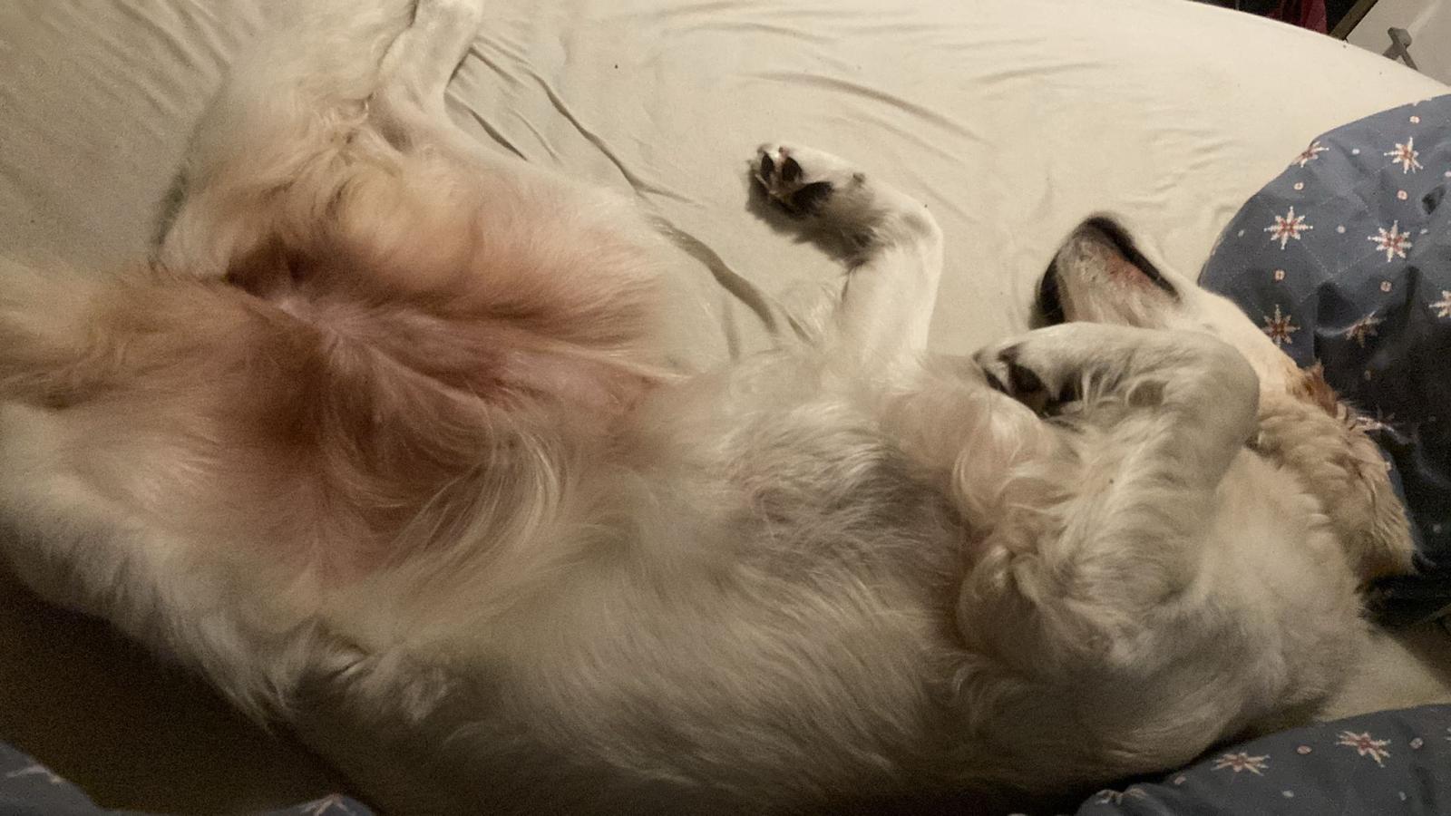 Golden-Retriever-Bremen