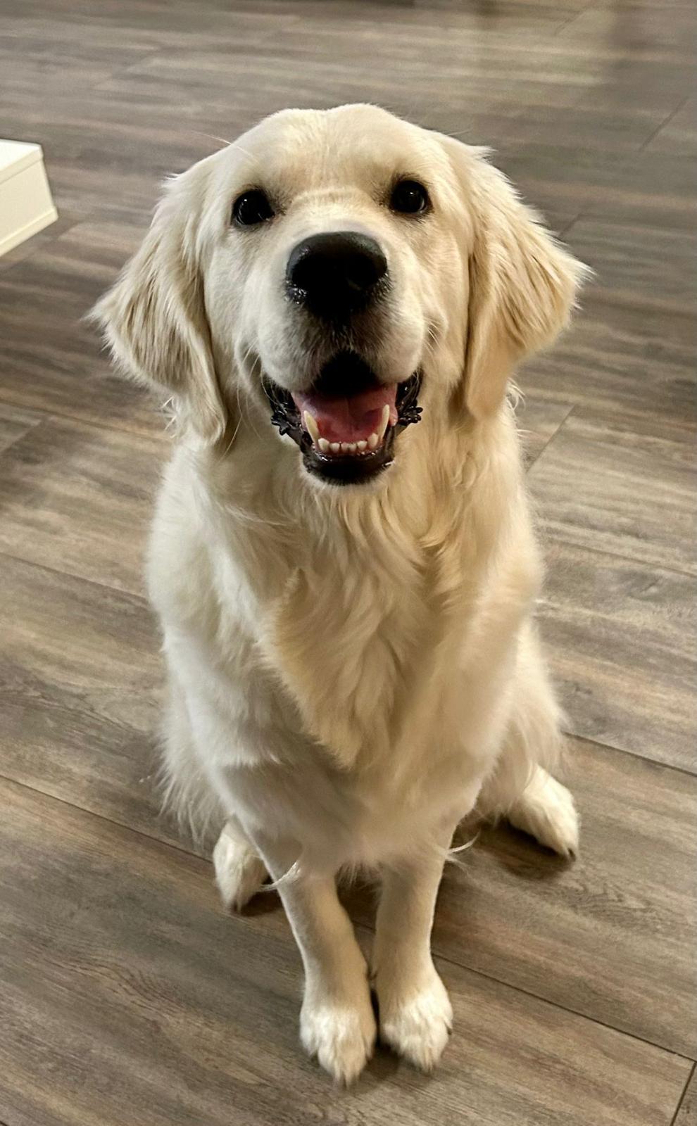 Golden-Retriever-Bremen