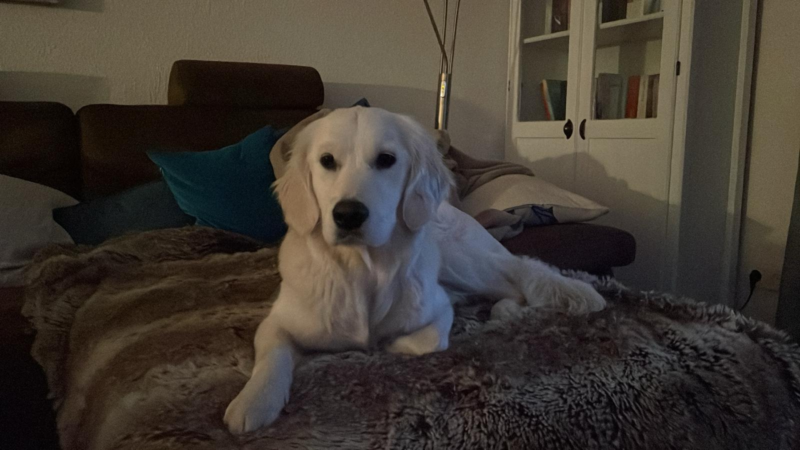 Golden-Retriever-Bremen