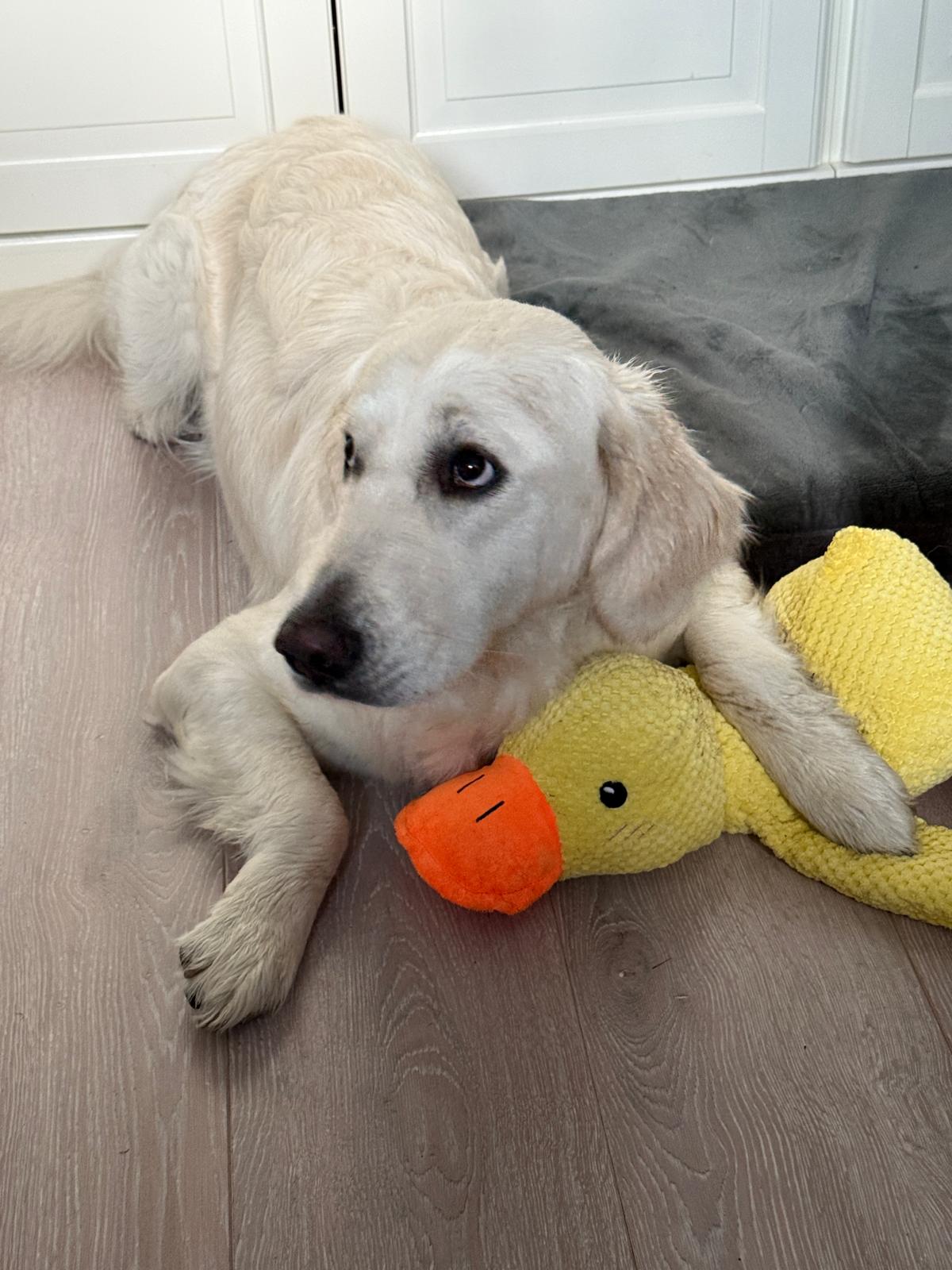 Golden-Retriever-Bremen