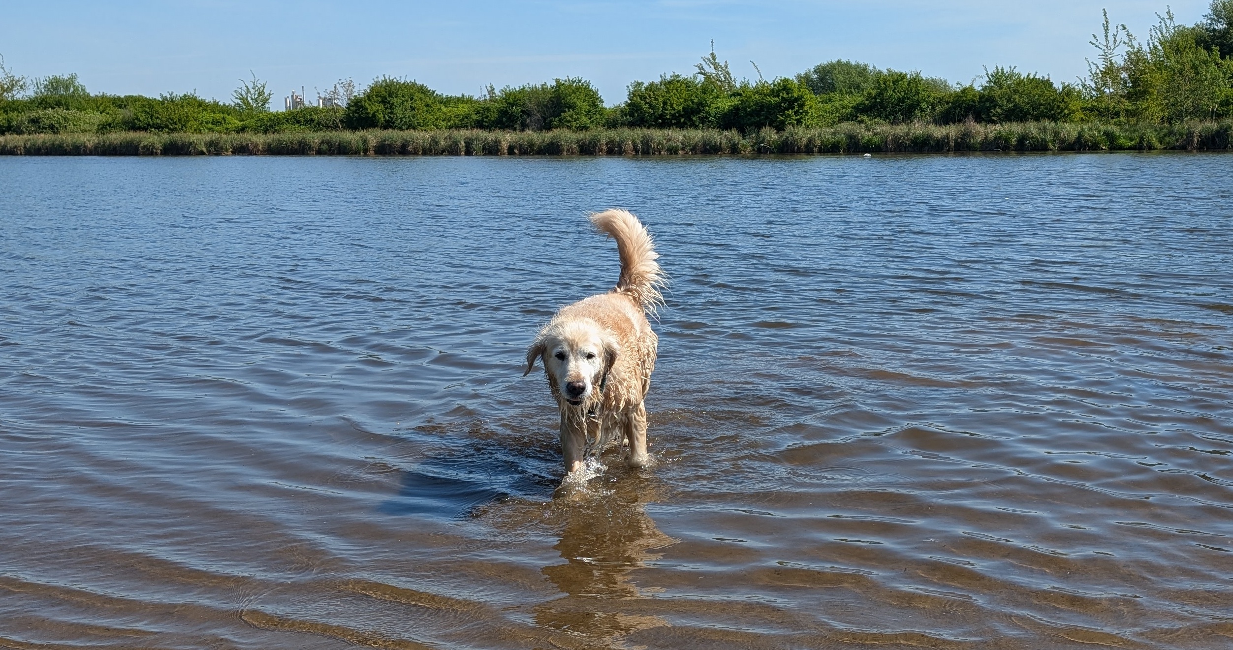Golden-Retriever-Bremen