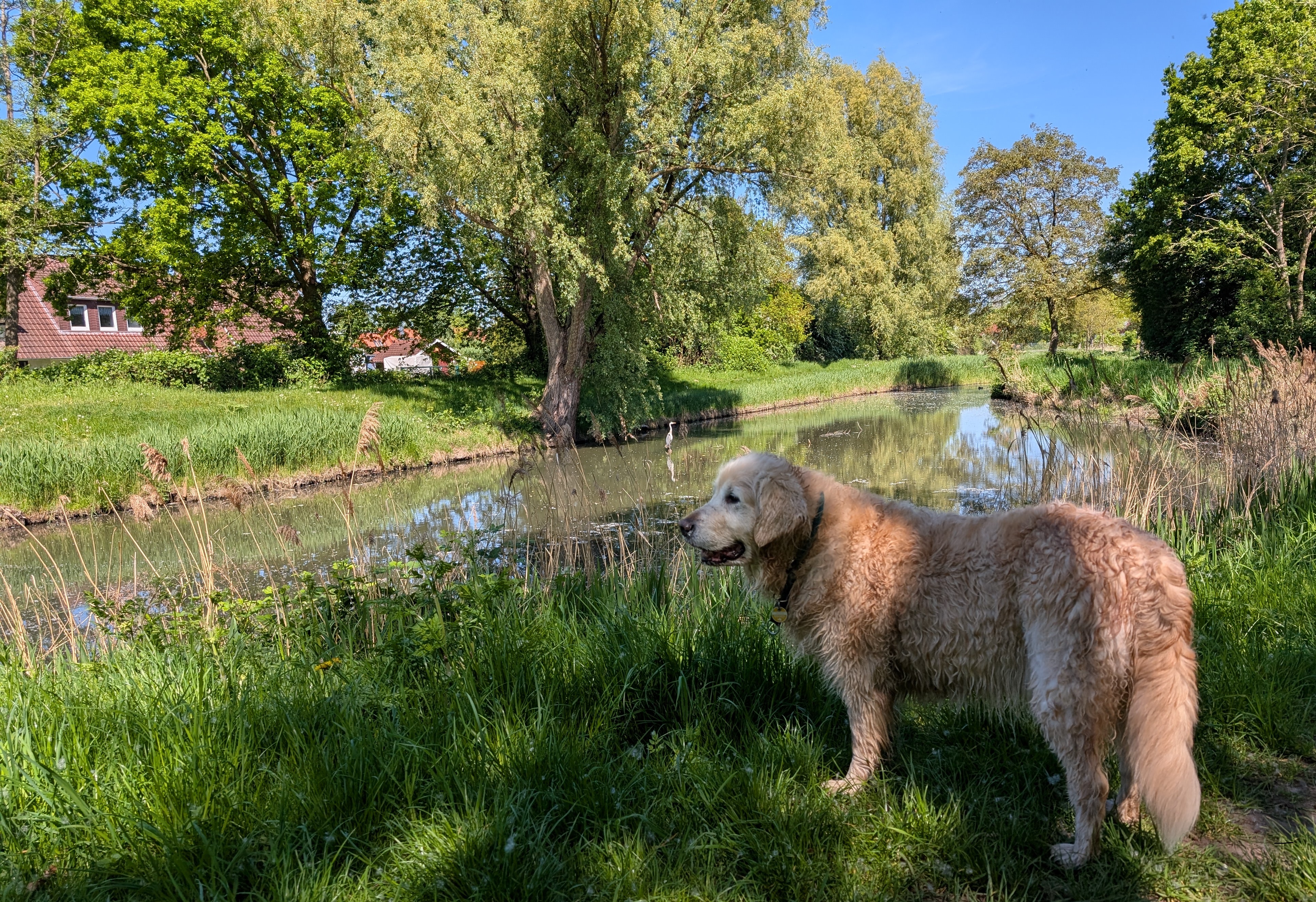 Golden-Retriever-Bremen