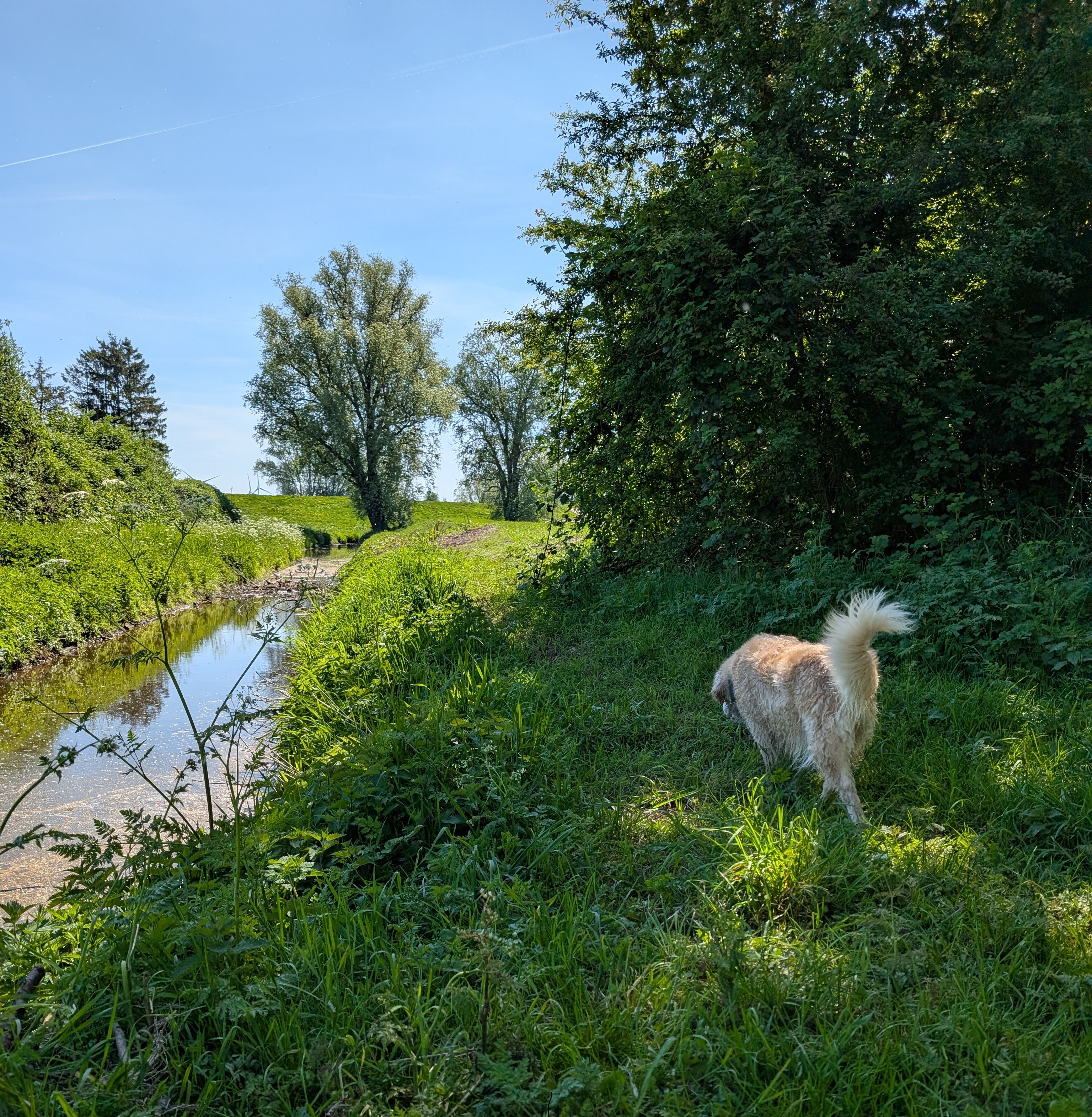 Golden-Retriever-Bremen