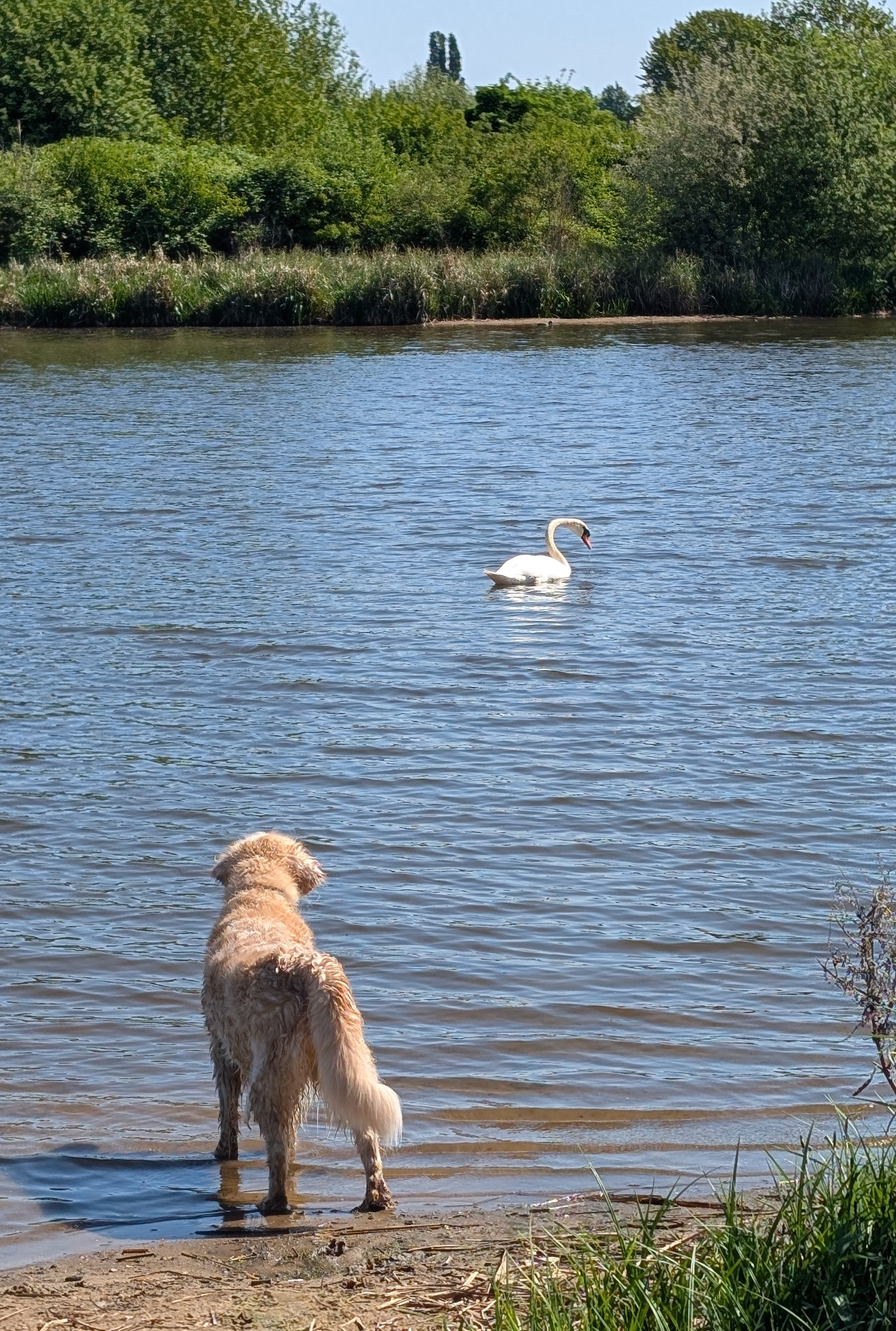 Golden-Retriever-Bremen