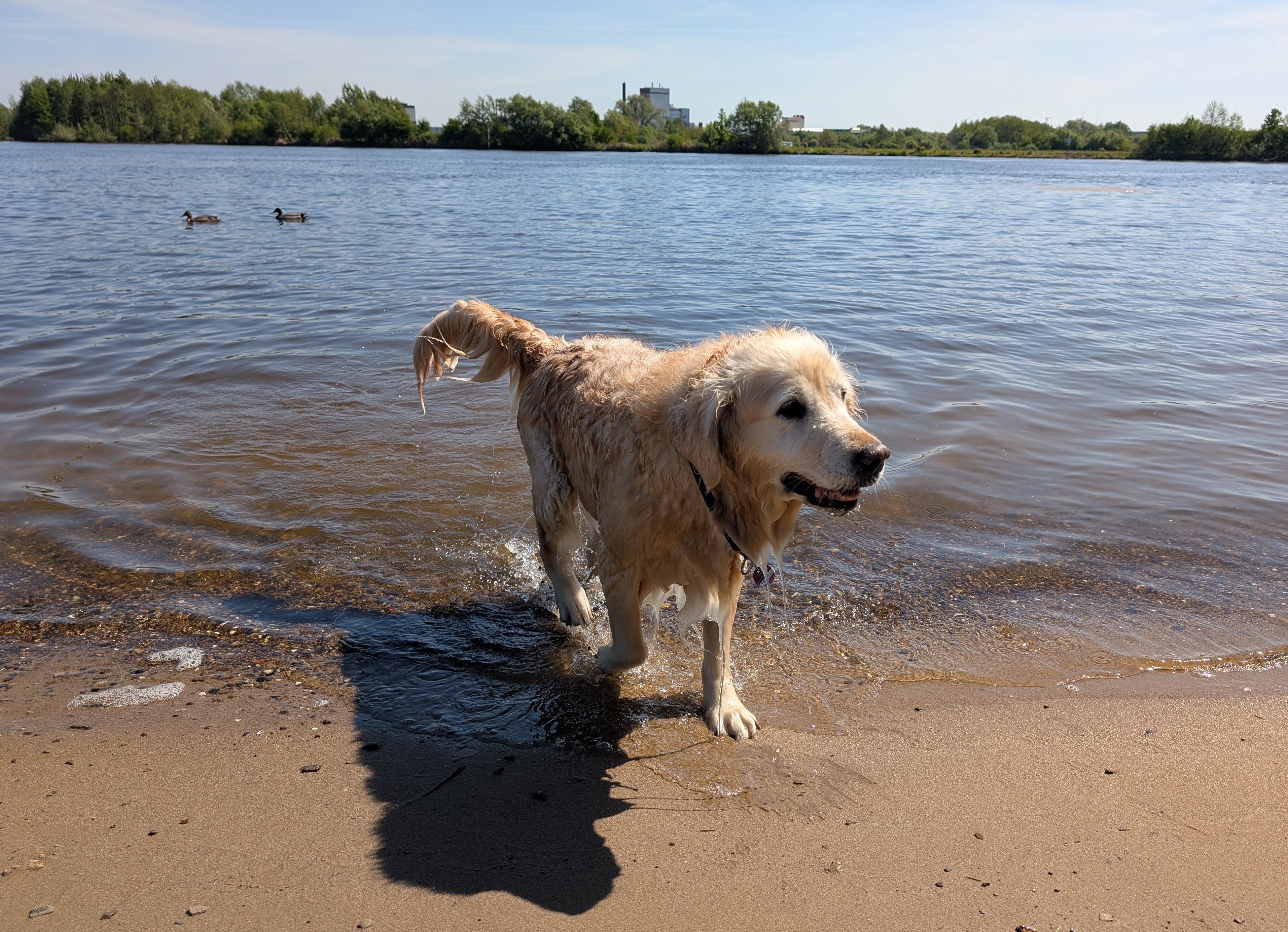 Golden-Retriever-Bremen