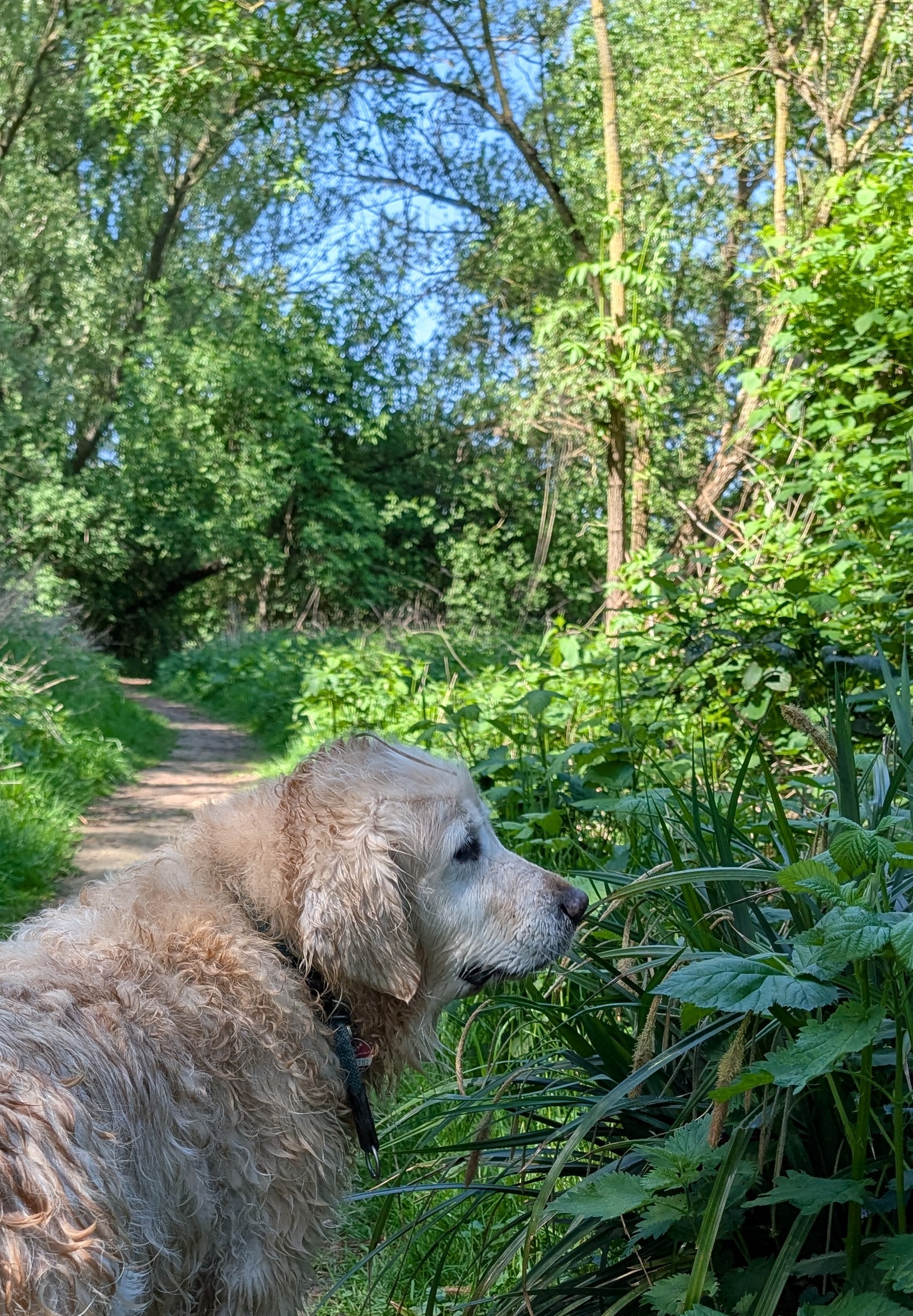 Golden-Retriever-Bremen