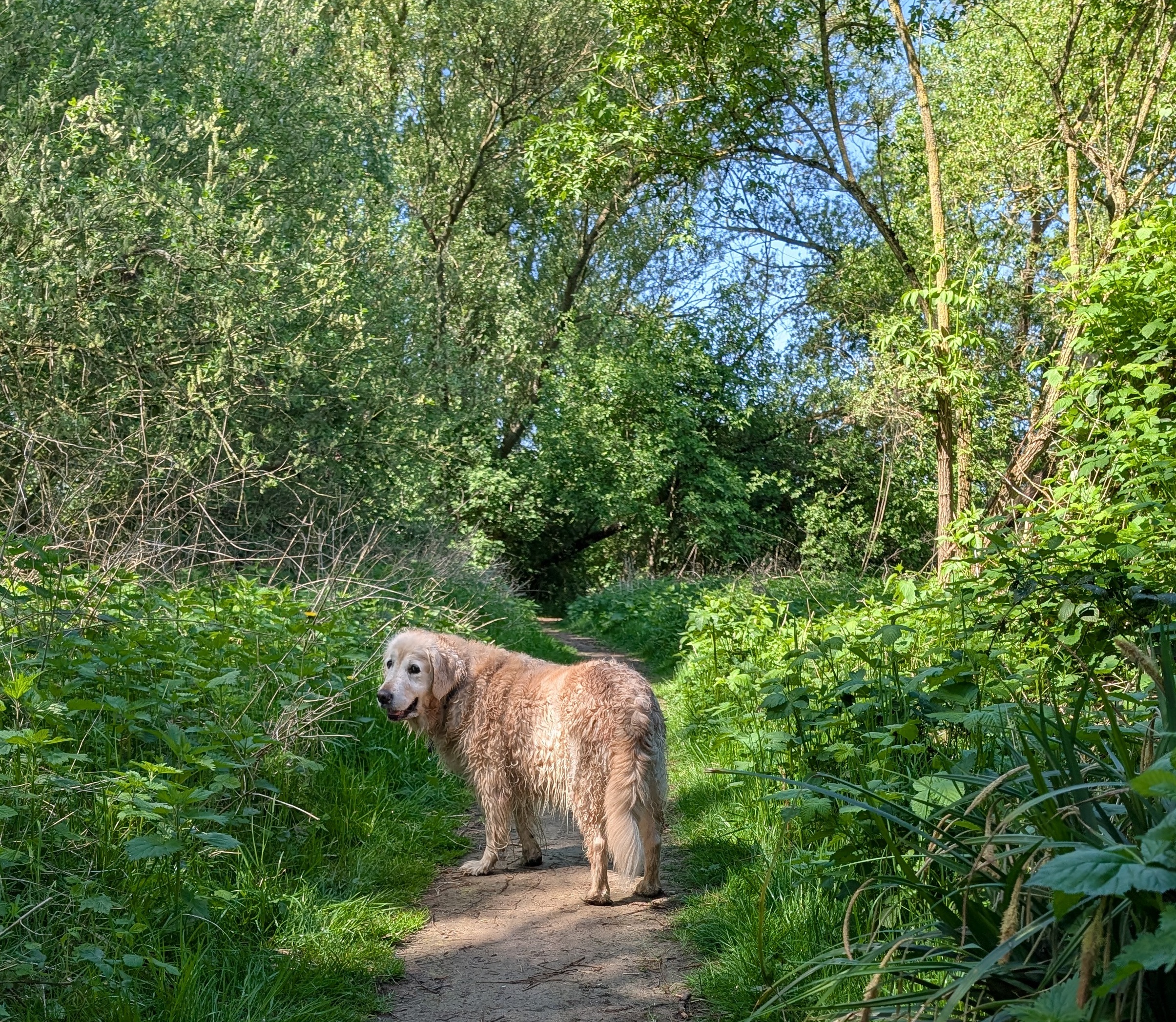 Golden-Retriever-Bremen