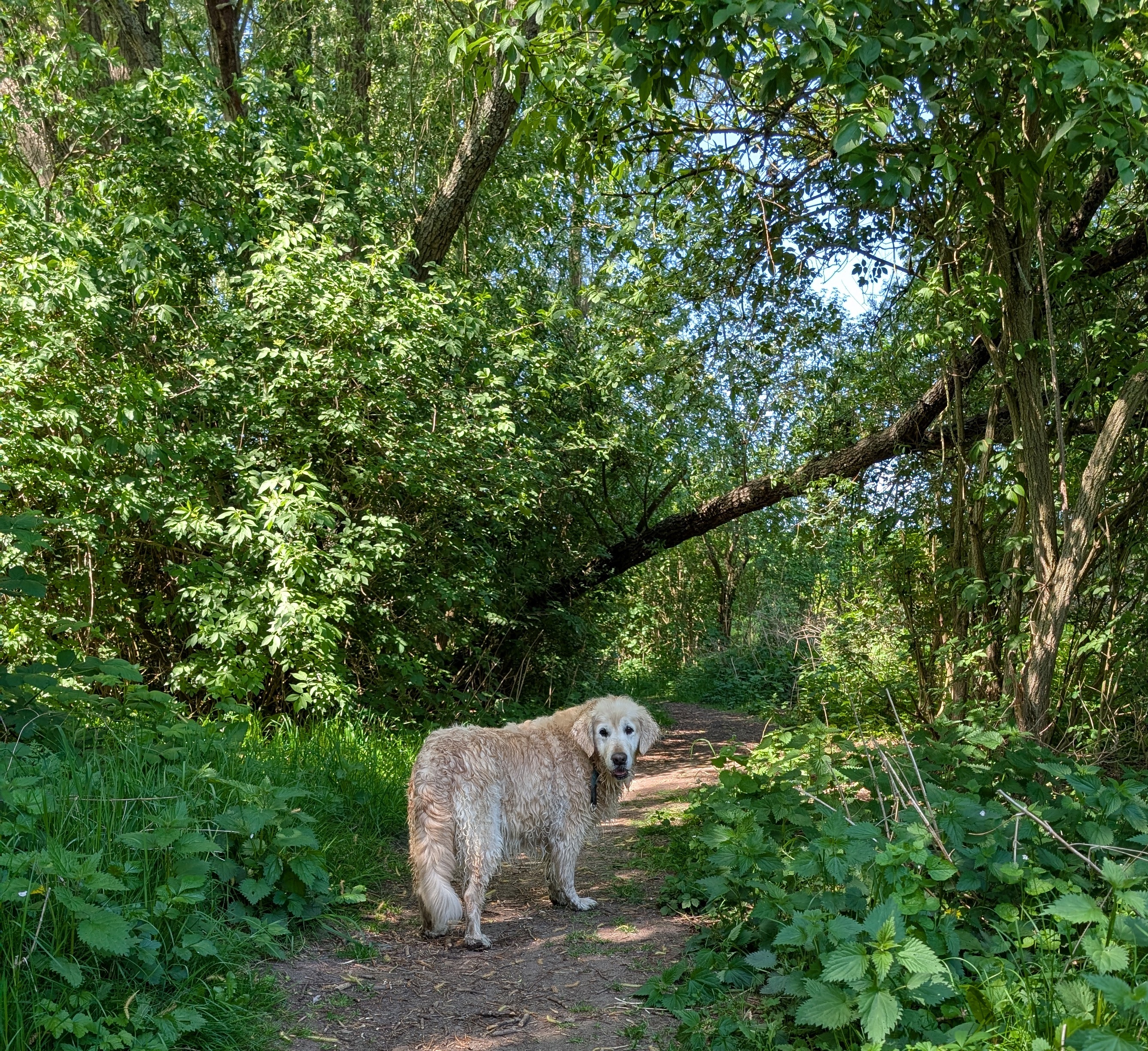 Golden-Retriever-Bremen