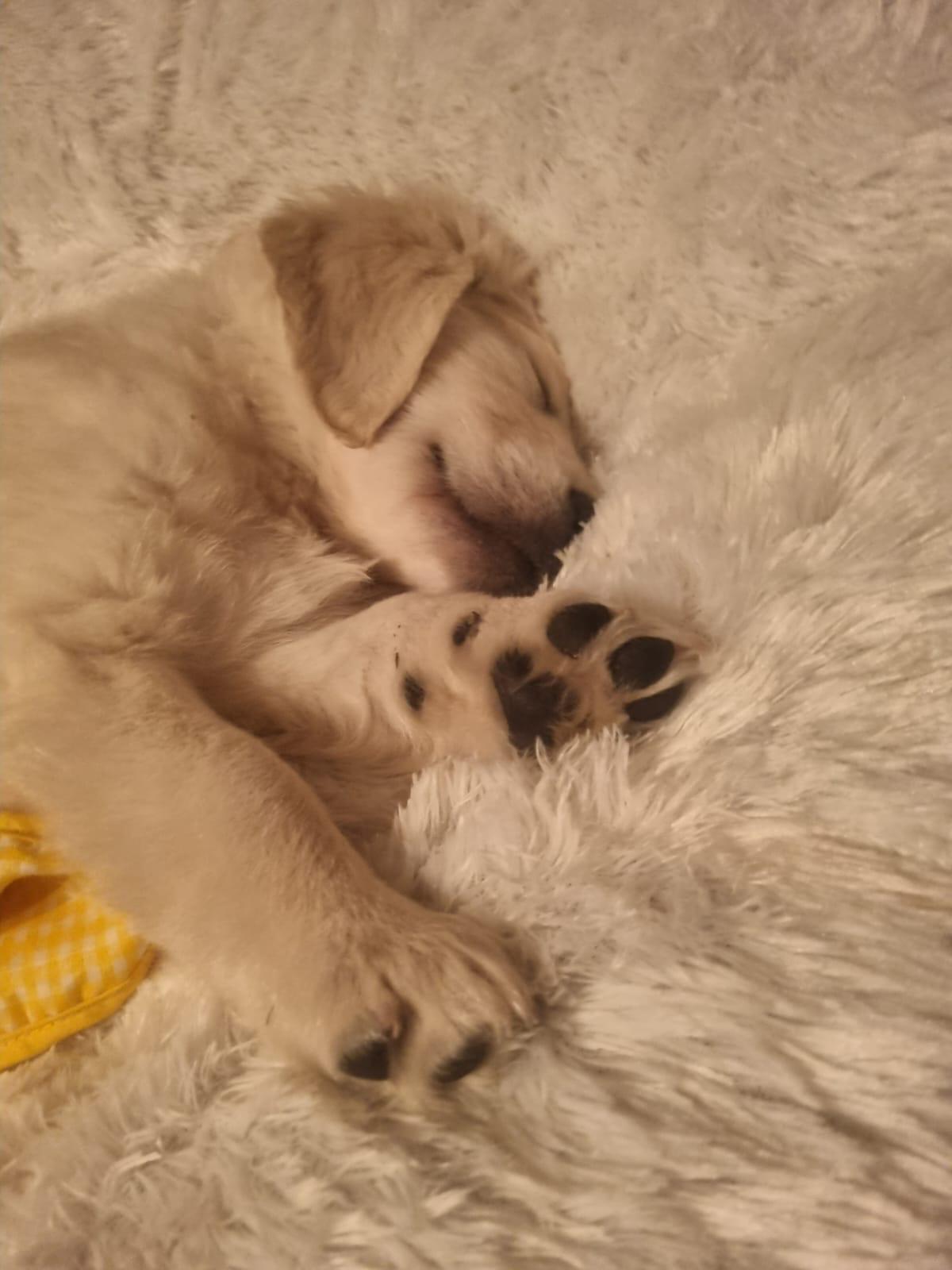 Golden-Retriever-Bremen
