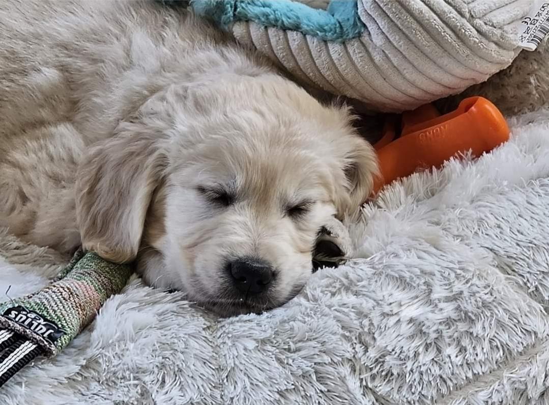Golden-Retriever-Bremen