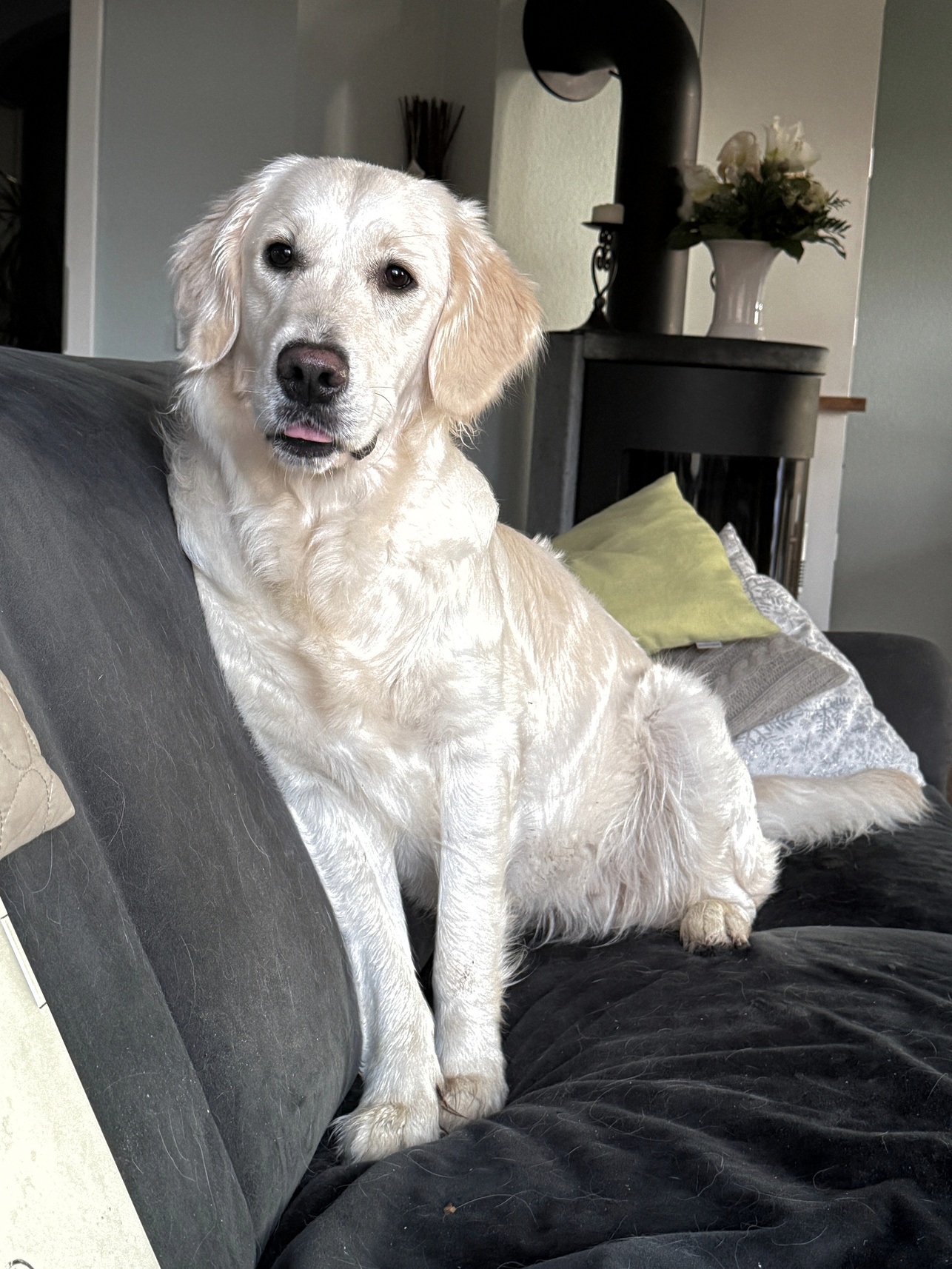 Golden-Retriever-Bremen