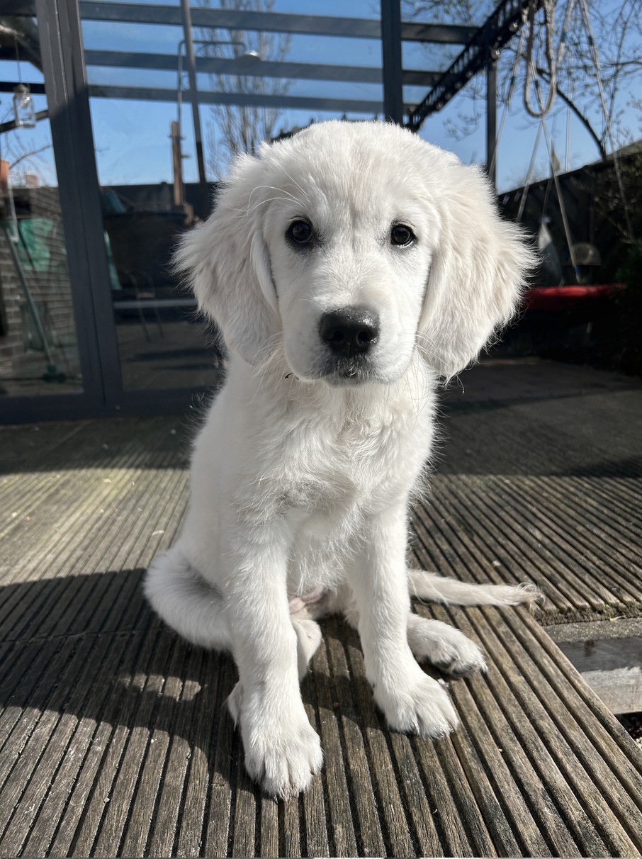 Golden-Retriever-Bremen