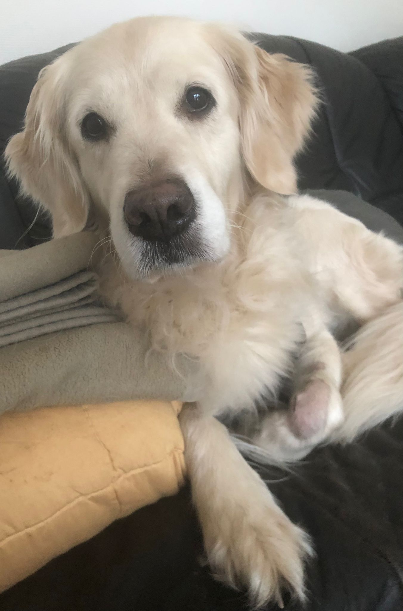 Golden-Retriever-Bremen