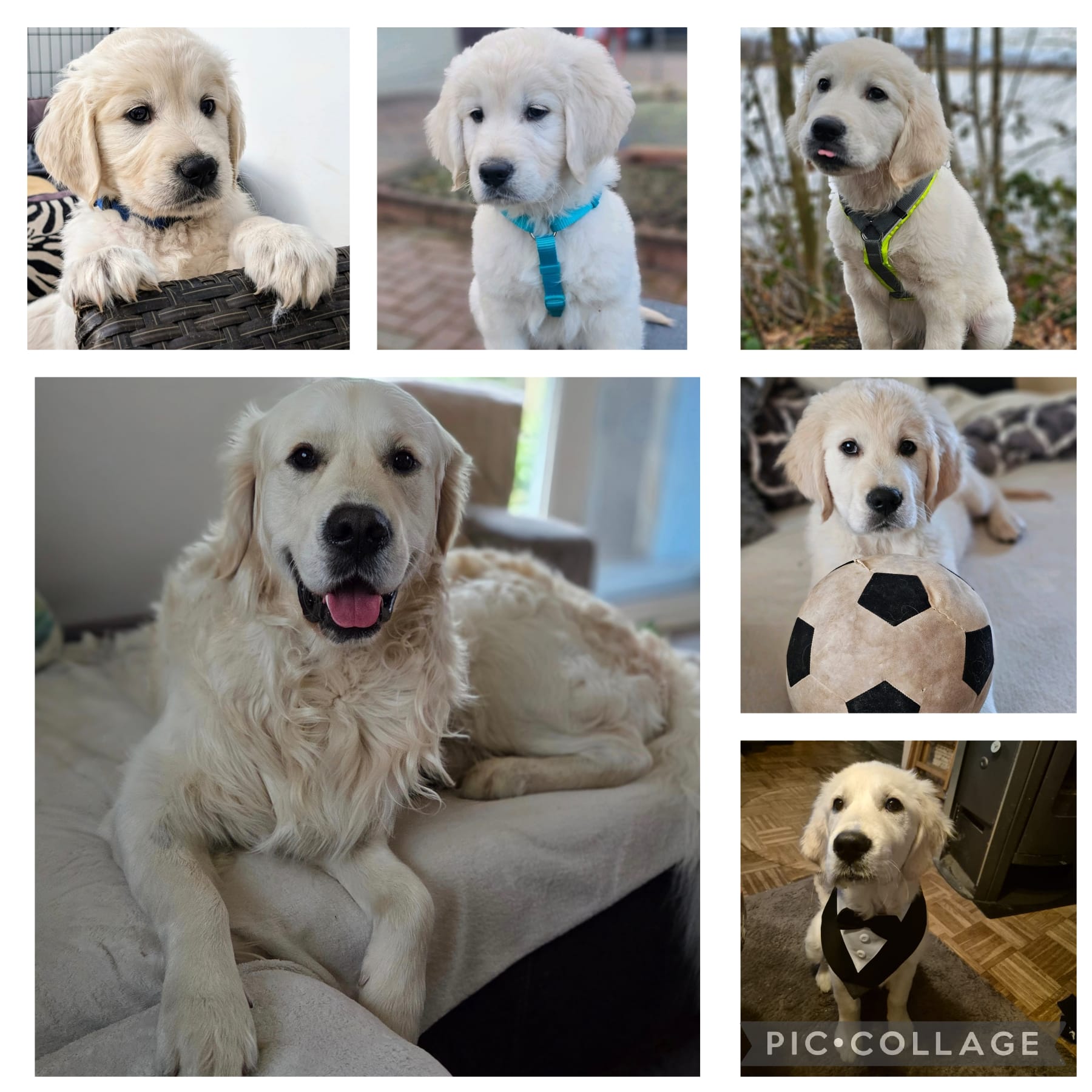 Golden-Retriever-Bremen