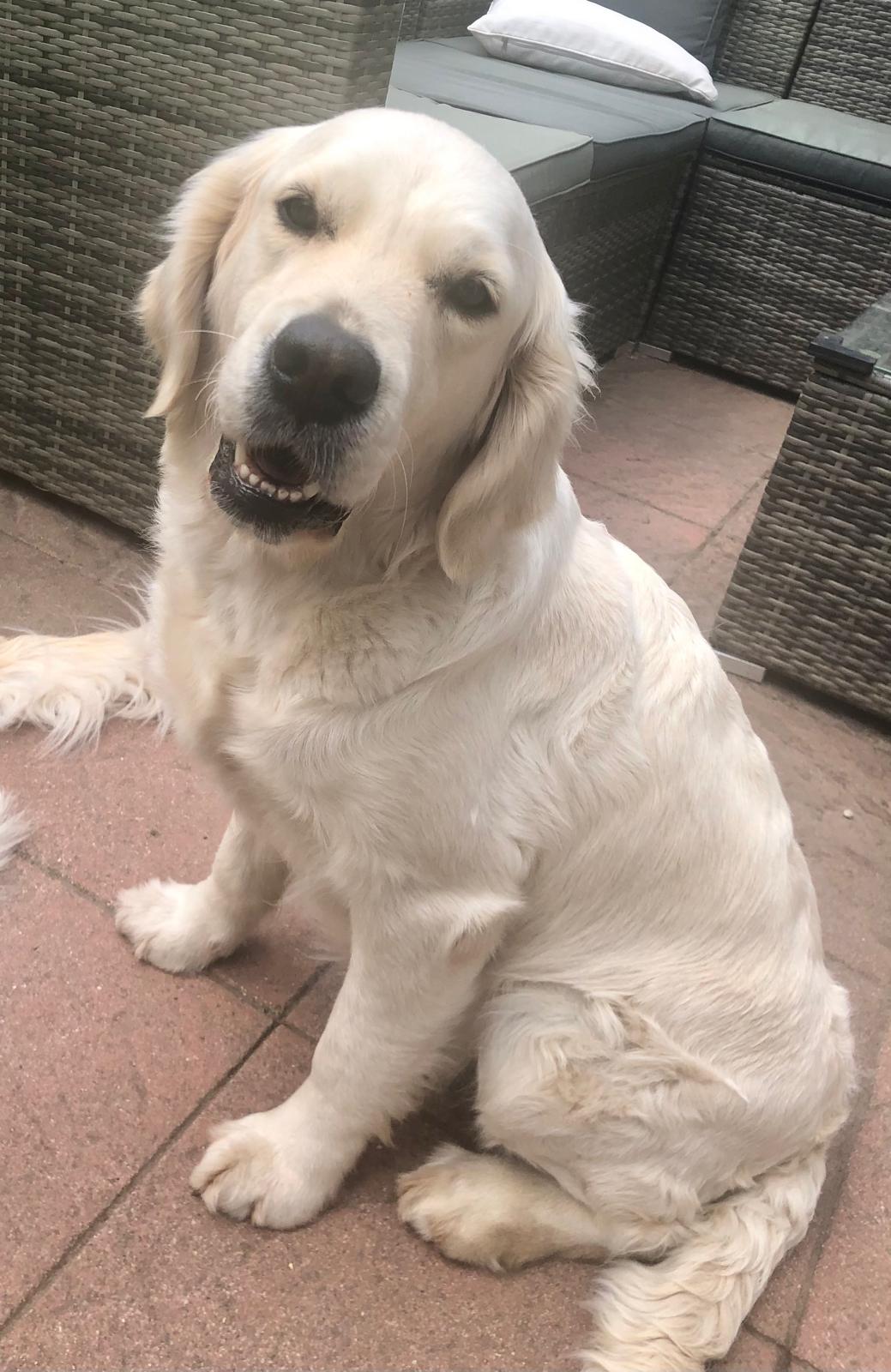 Golden-Retriever-Bremen