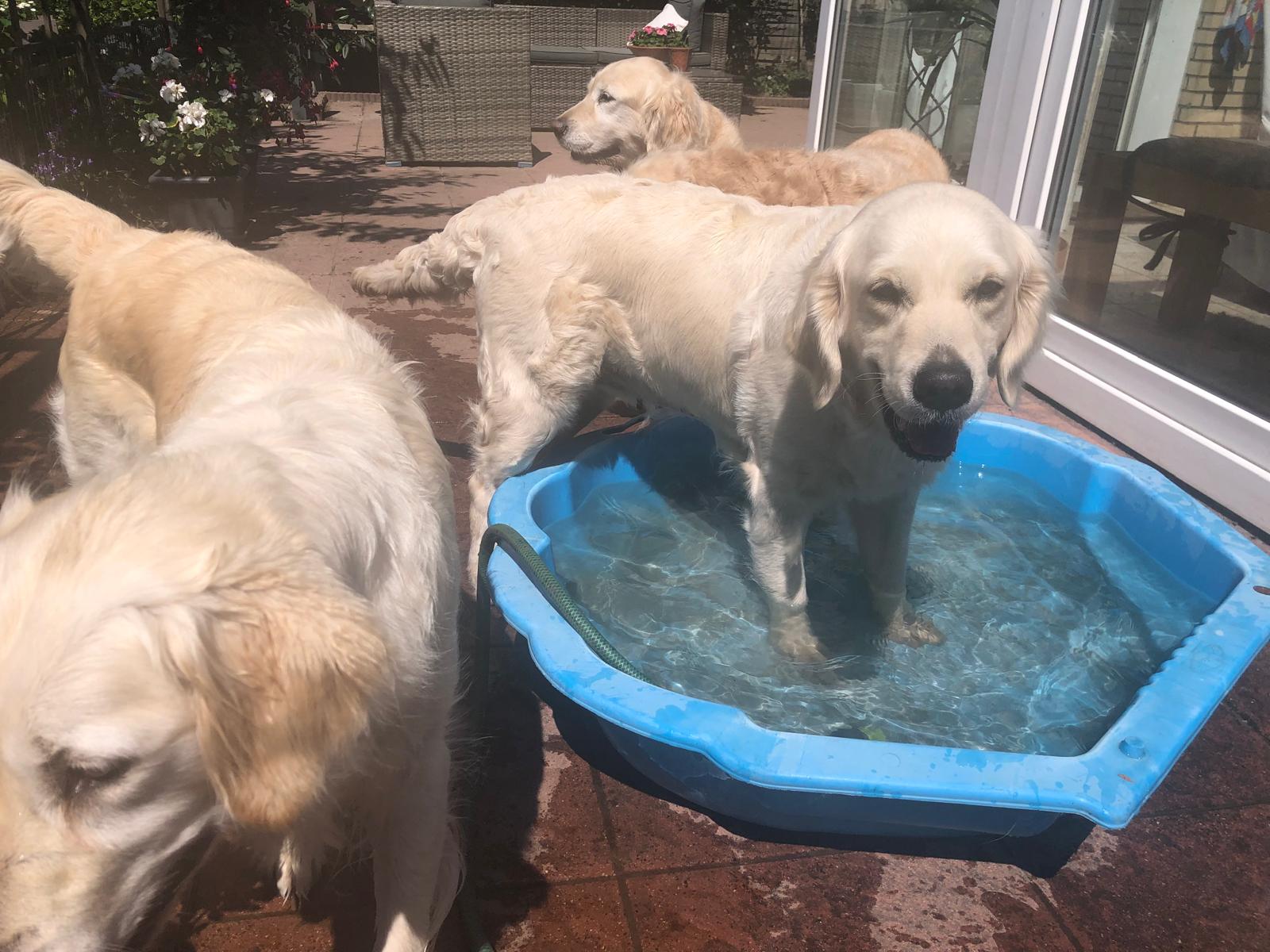 Golden-Retriever-Bremen