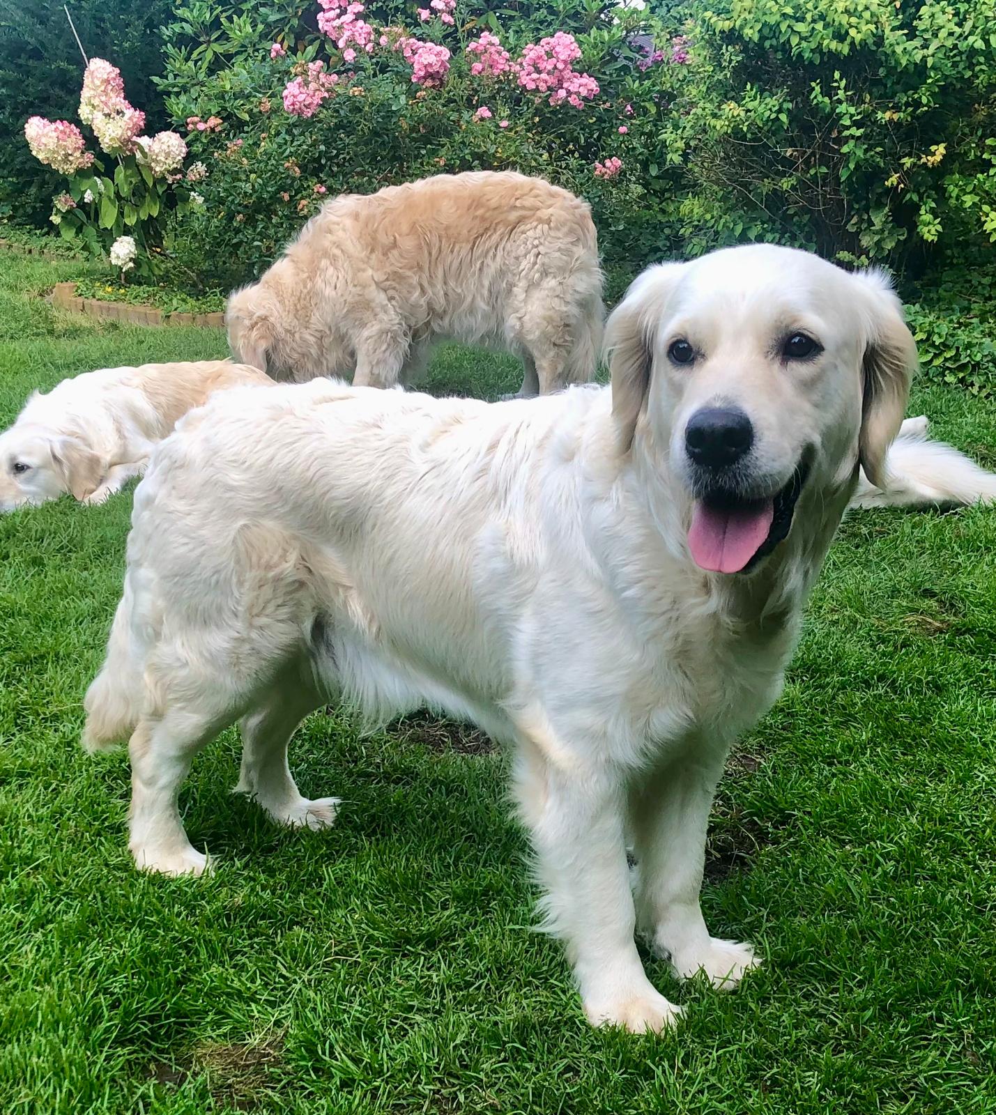 Golden-Retriever-Bremen