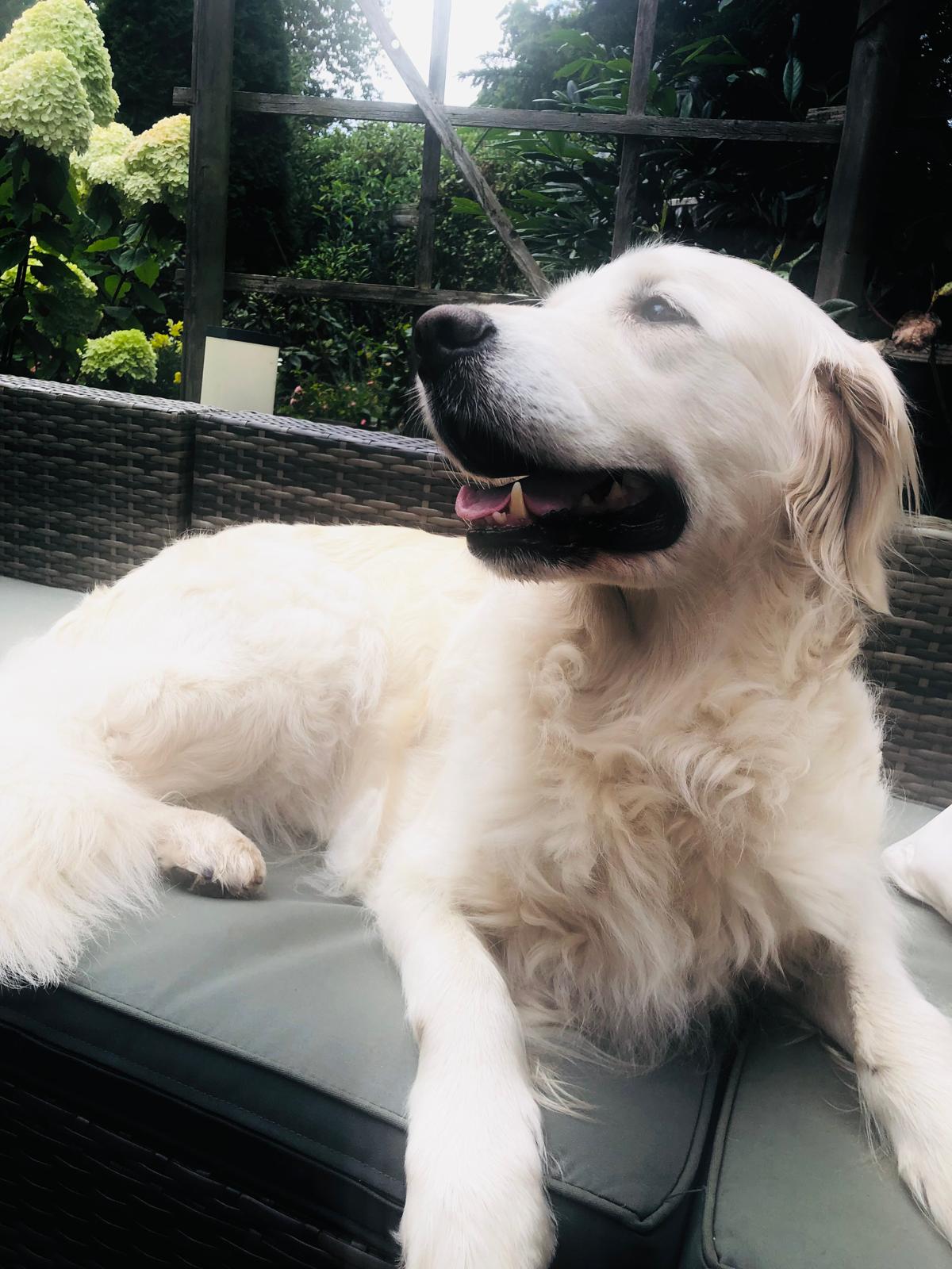 Golden-Retriever-Bremen