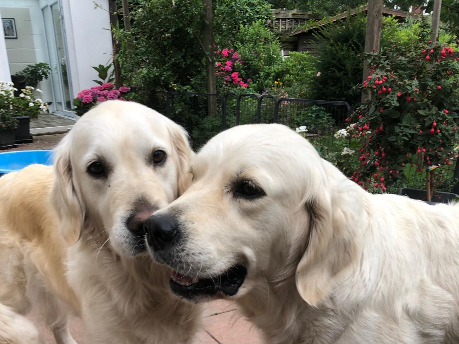 Golden-Retriever-Bremen