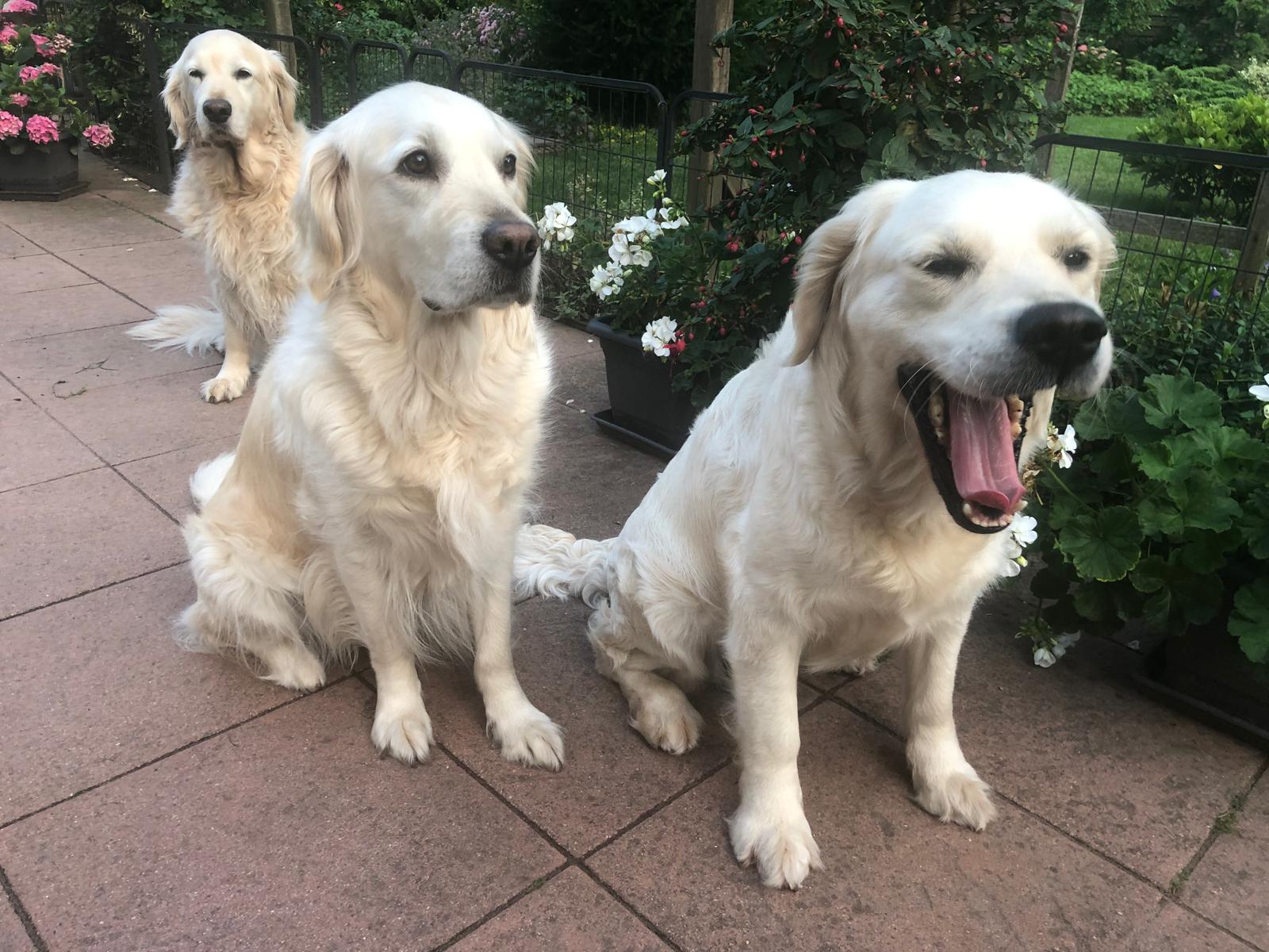 Golden-Retriever-Bremen