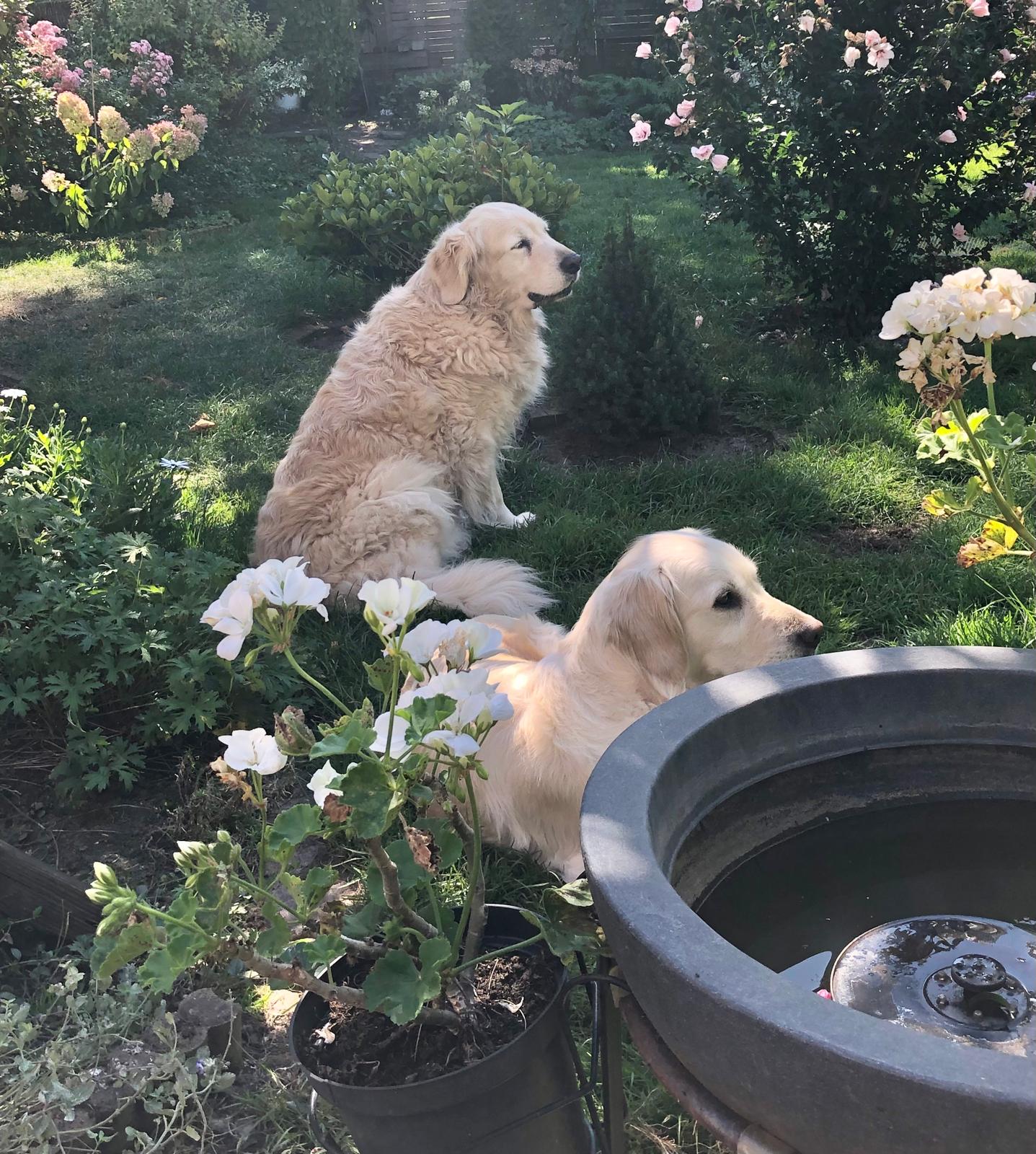 Golden-Retriever-Bremen