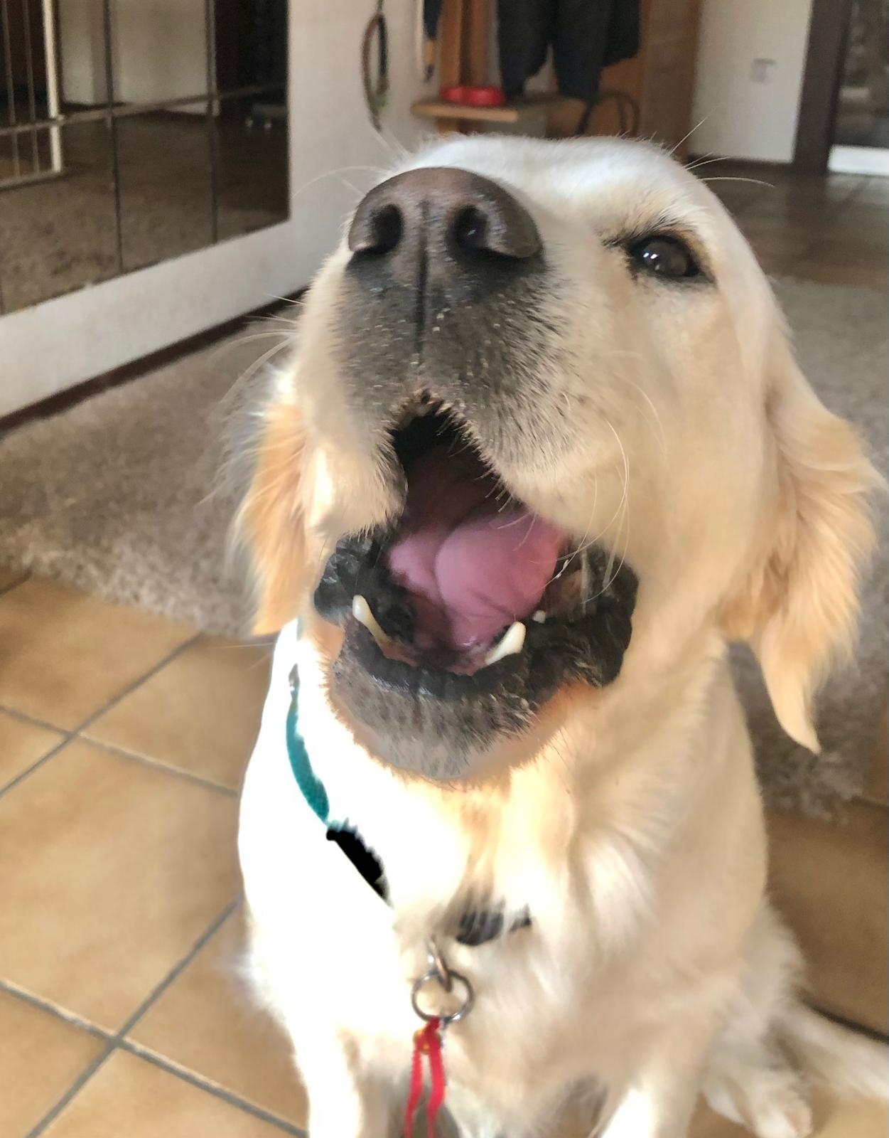 Golden-Retriever-Bremen